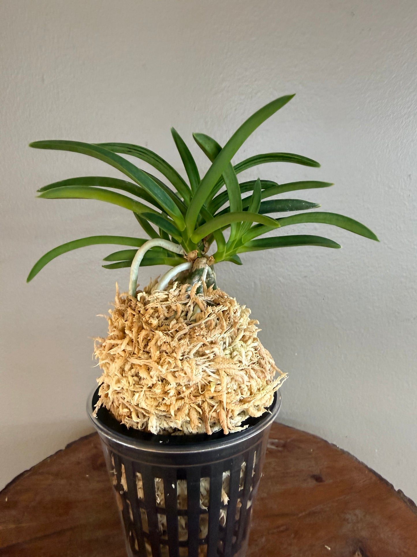 Neofinetia falcata Suminagashi 墨流