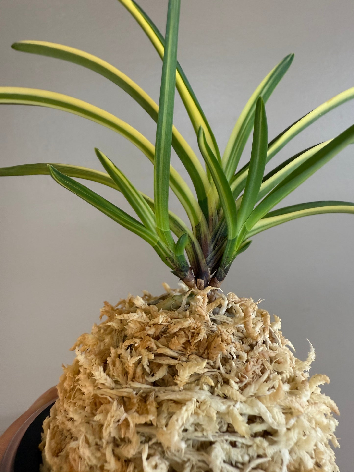 Neofinetia falcata Miyakohabutae 都羽二重