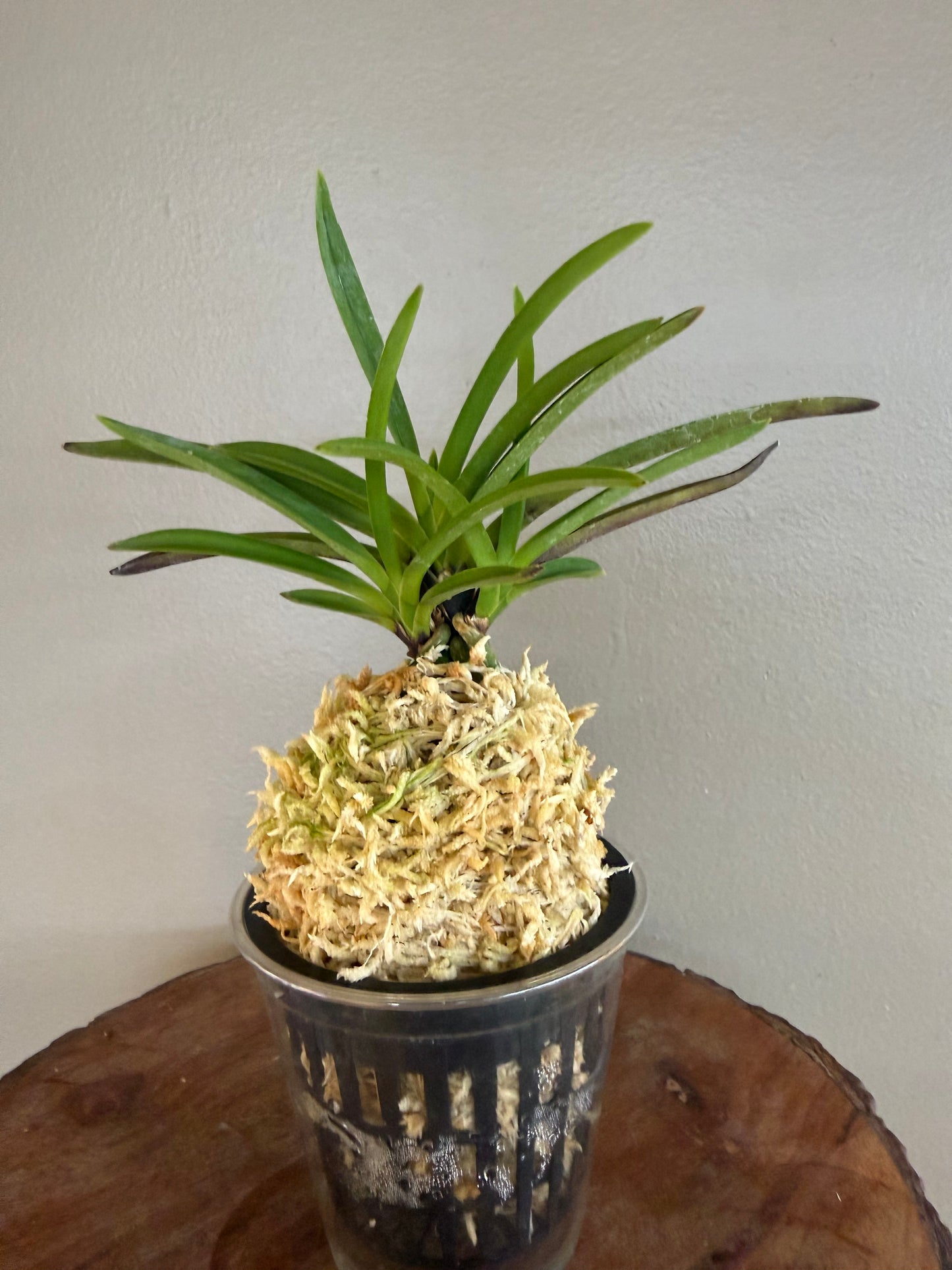 Neofinetia falcata Shutenno 朱天王