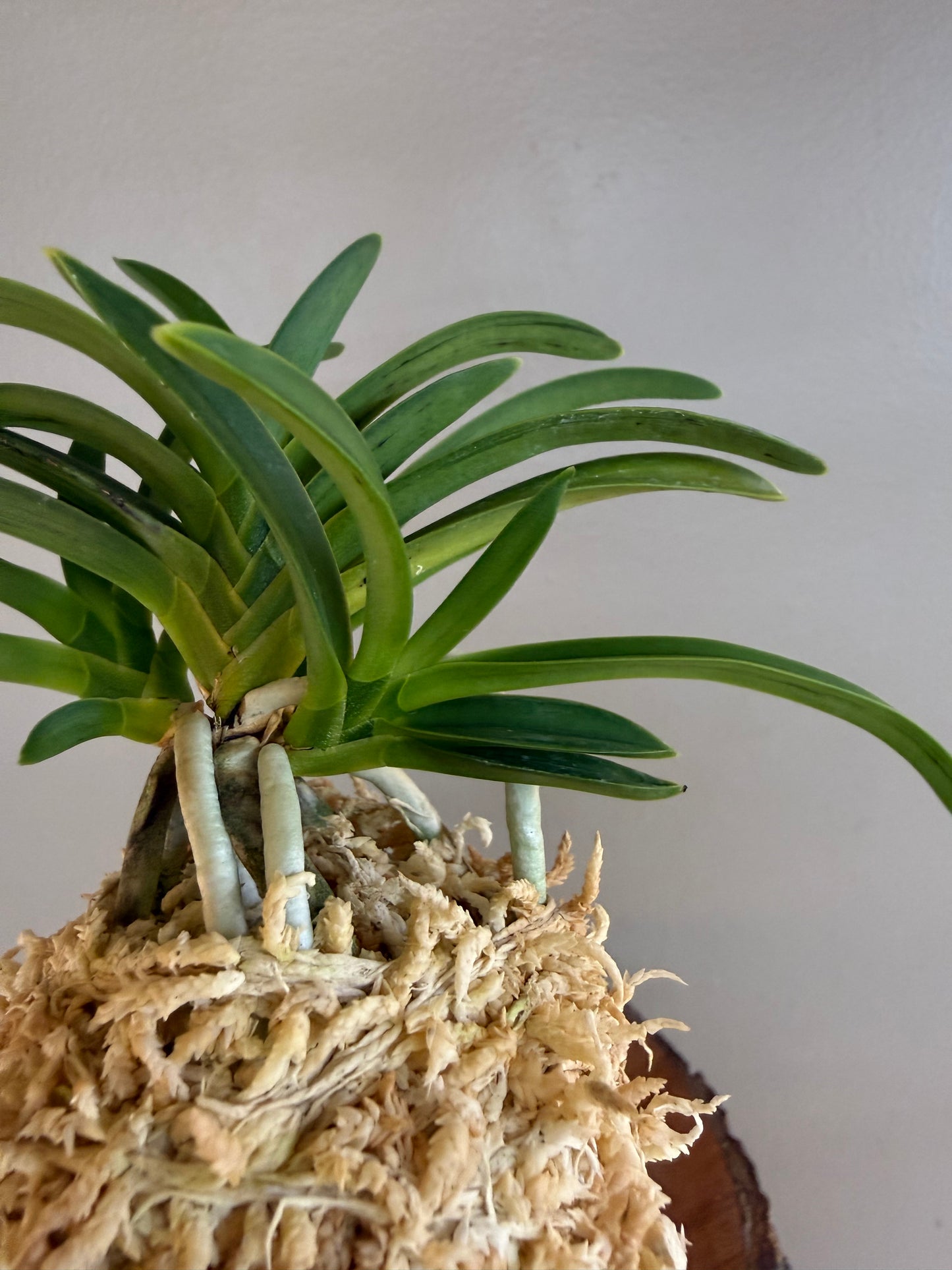Neofinetia falcata Suminagashi 墨流
