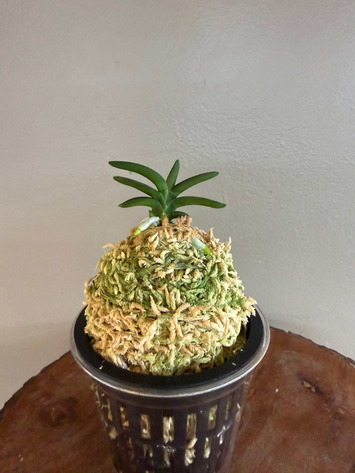 Neofinetia falcata Chwiwol 翠月
