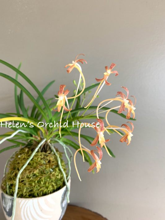 Neofinetia falcata Benigkaede 紅楓