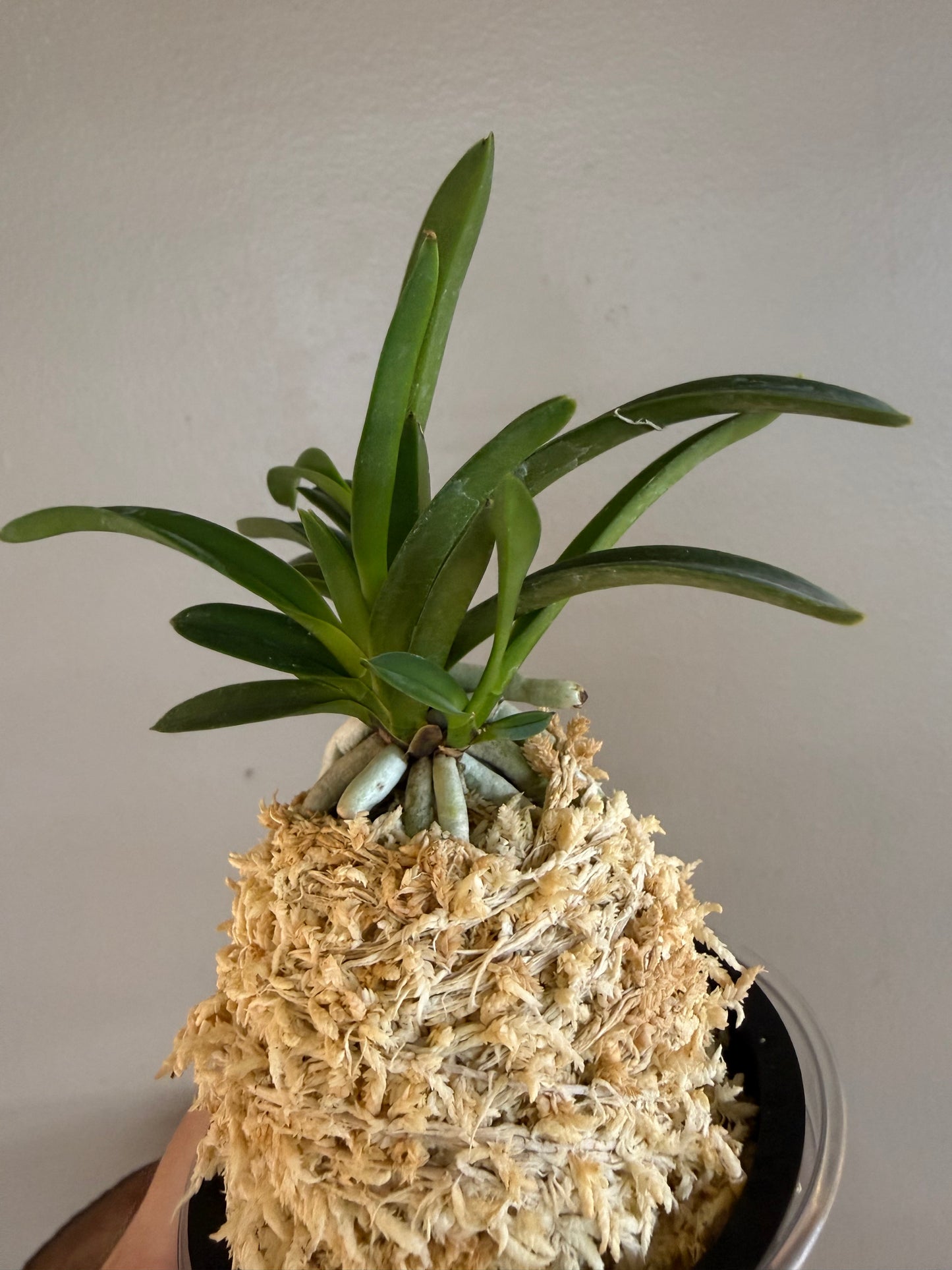 Neofinetia falcata Honghyeon 紅玄
