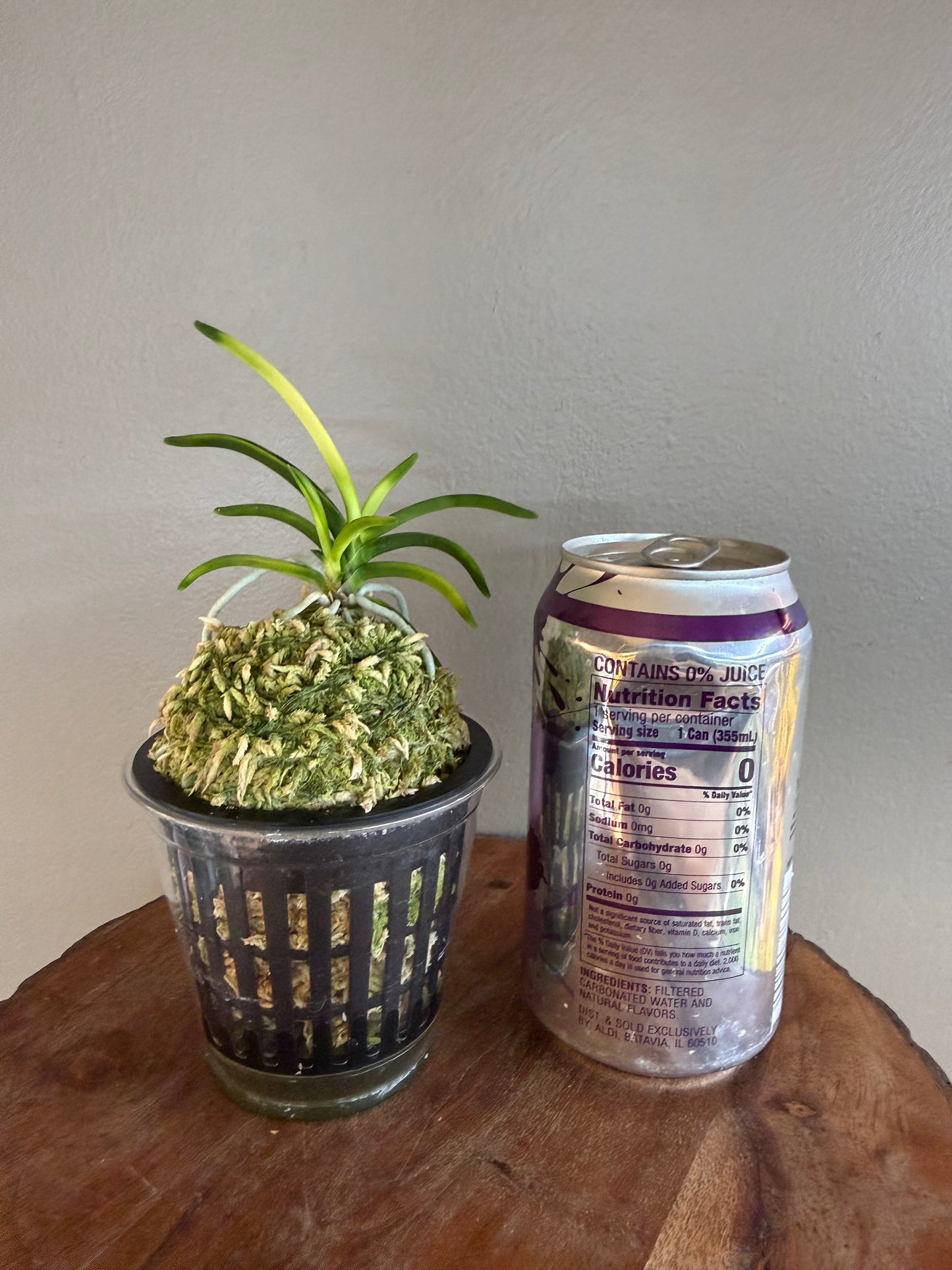 Neofinetia falcata Setsuza 雪山