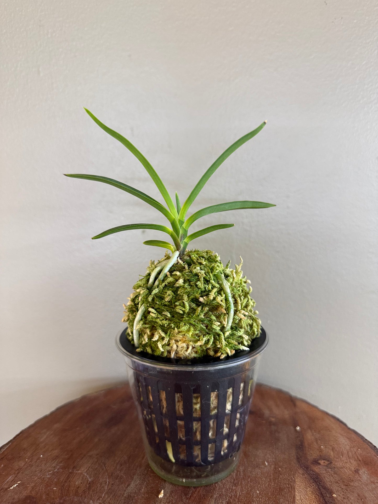 Neofinetia falcata Hongjiyeon 紅池淵