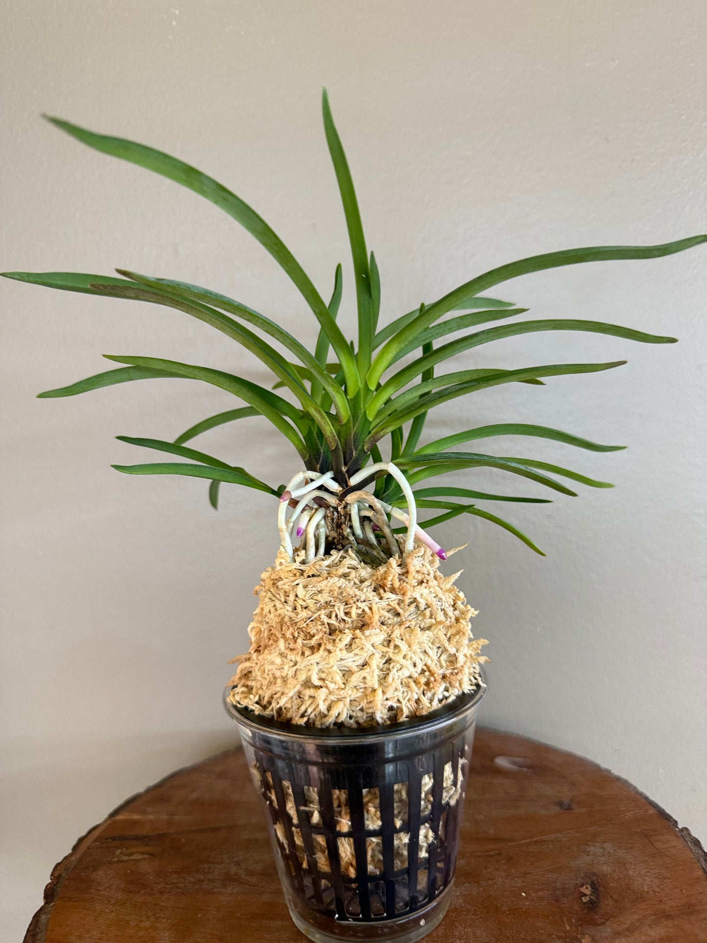 Neofinetia falcata Hokage 火影