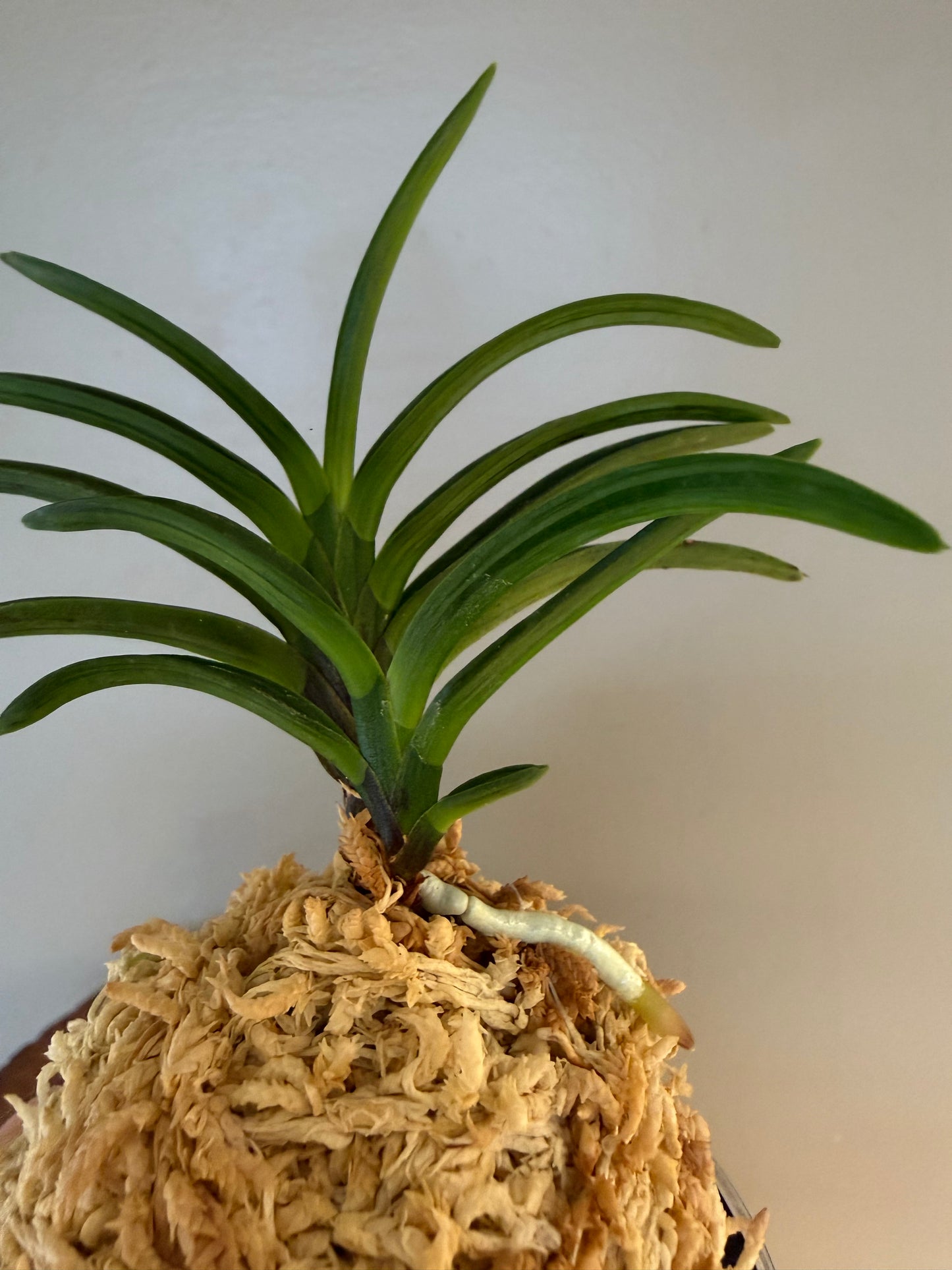 Neofinetia falcata Benibotan 紅牡丹