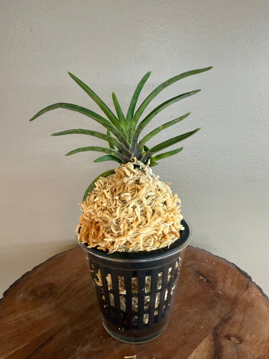 Neofinetia falcata Kinkosei 金光星
