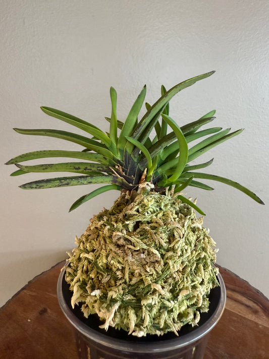 Neofinetia falcata Takaranoshi 宝熨斗