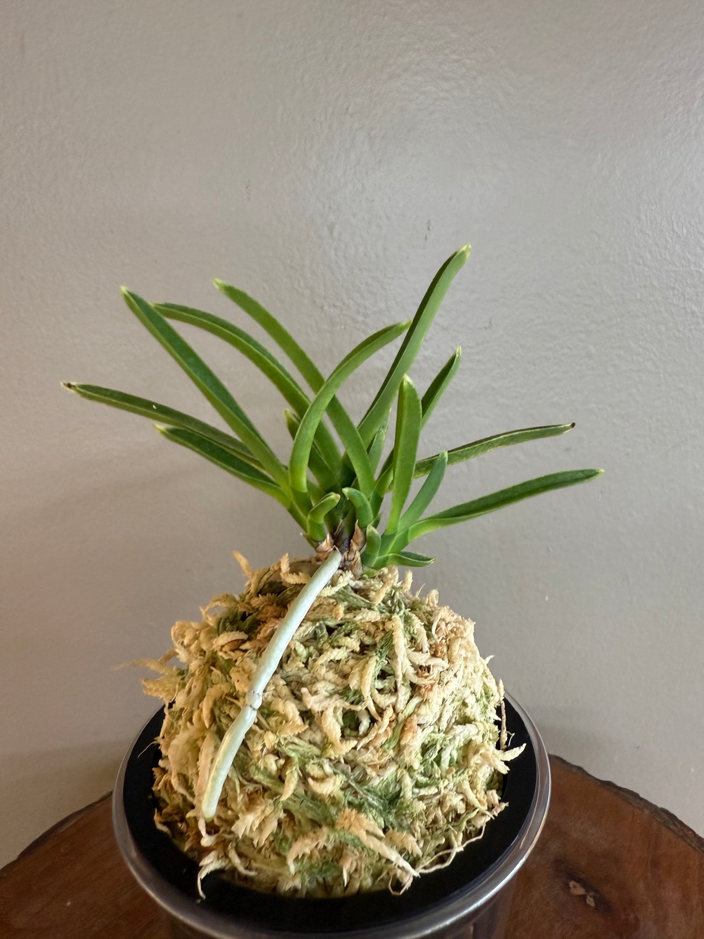 Neofinetia falcata Ginseikan 銀星冠