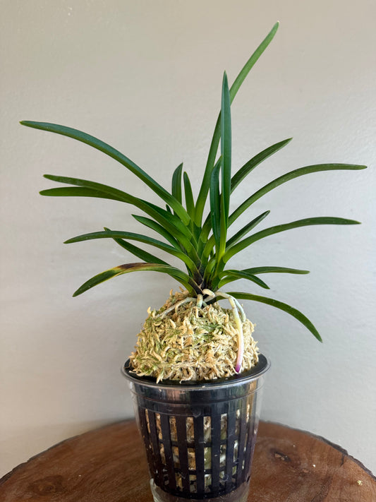 Neofinetia falcata Hokage 火影