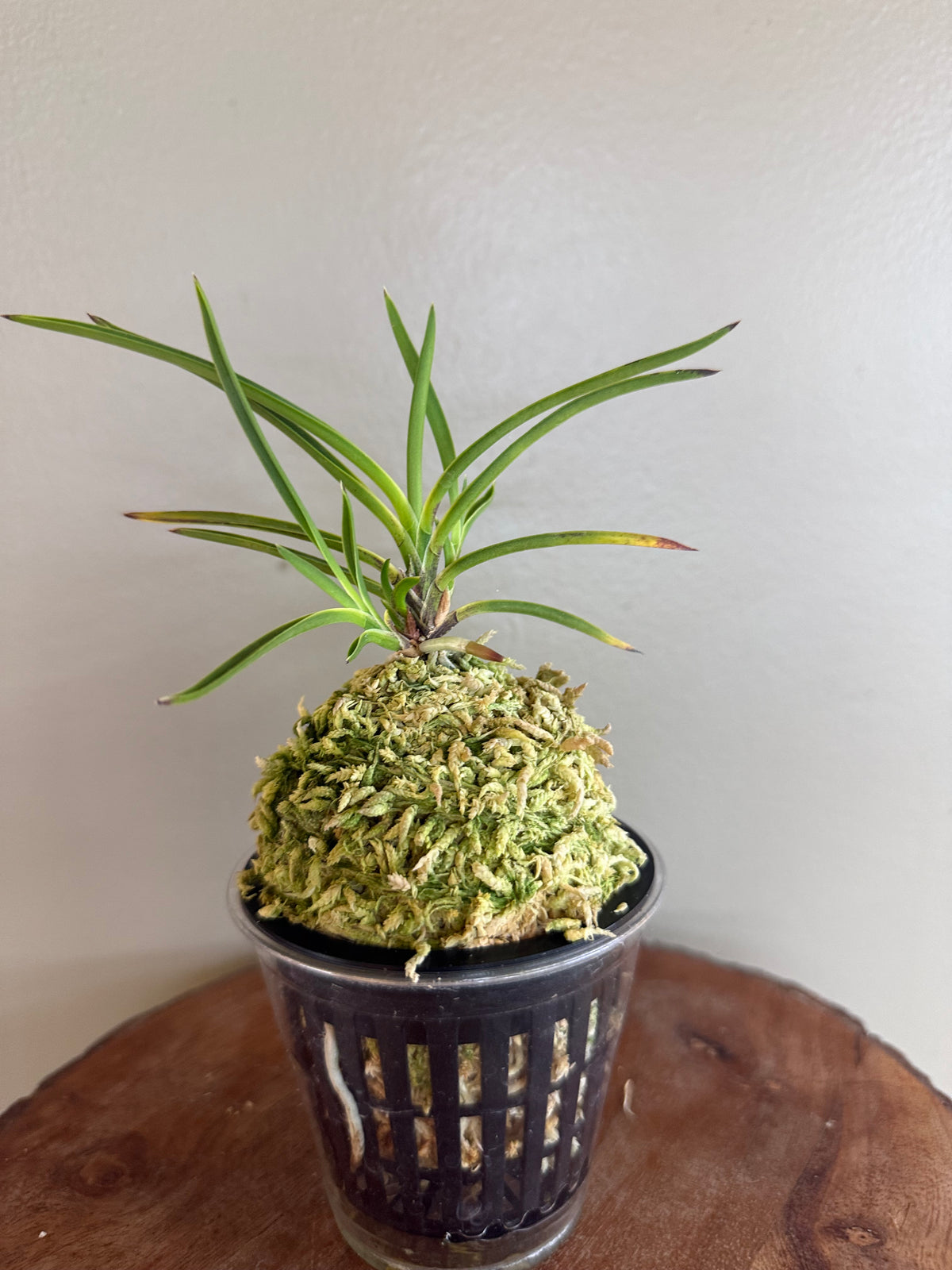 Neofinetia falcata Hanamatoi 花纏