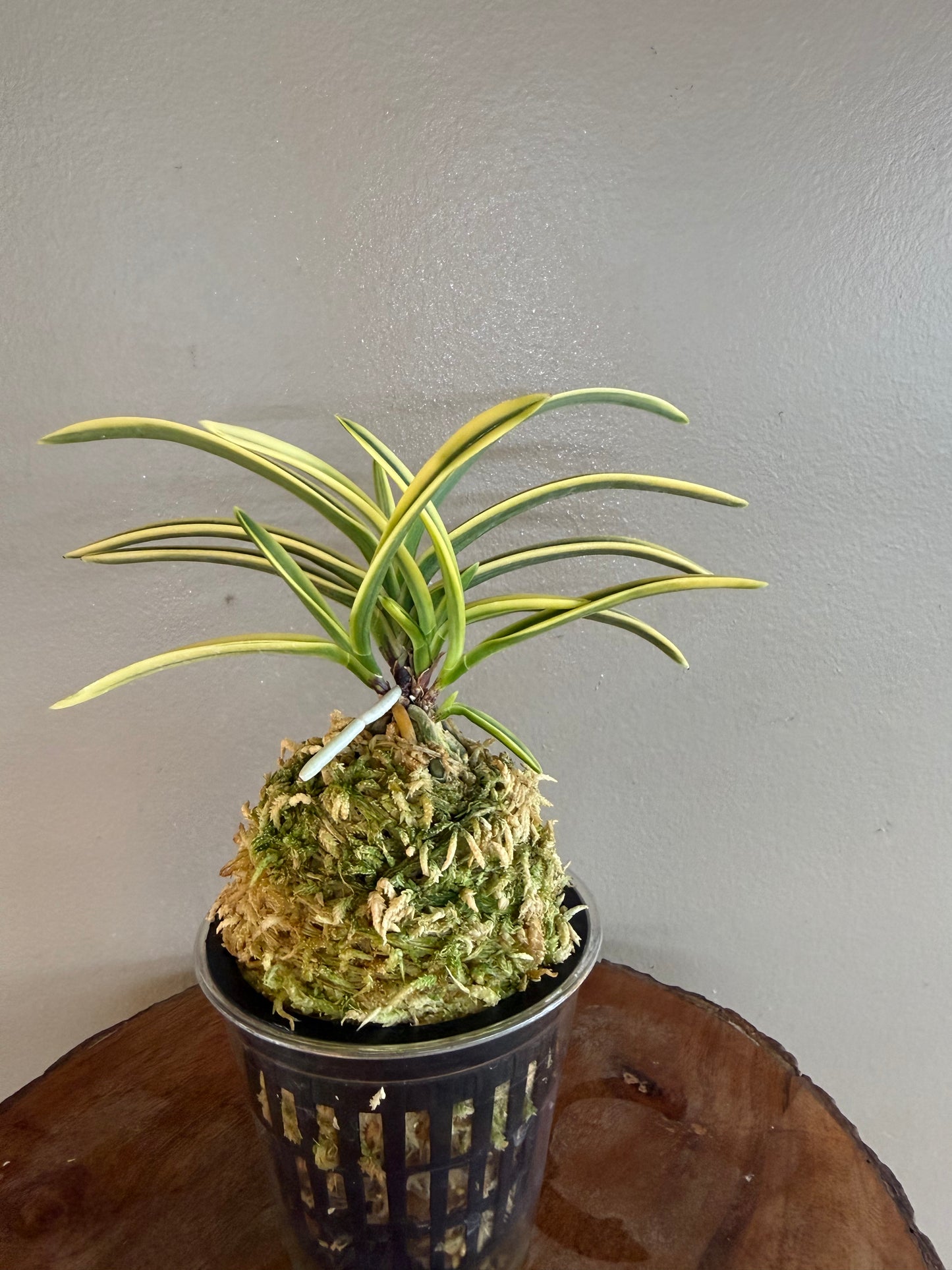 Neofinetia falcata Fukiden 富貴殿