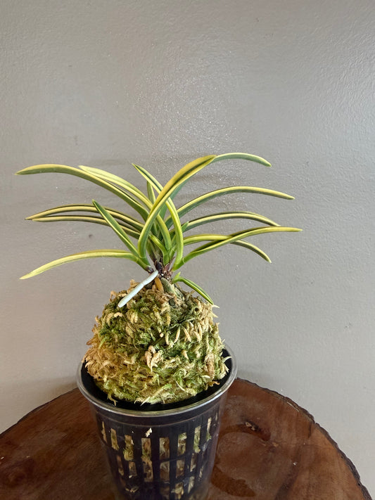 Neofinetia falcata Fukiden 富貴殿
