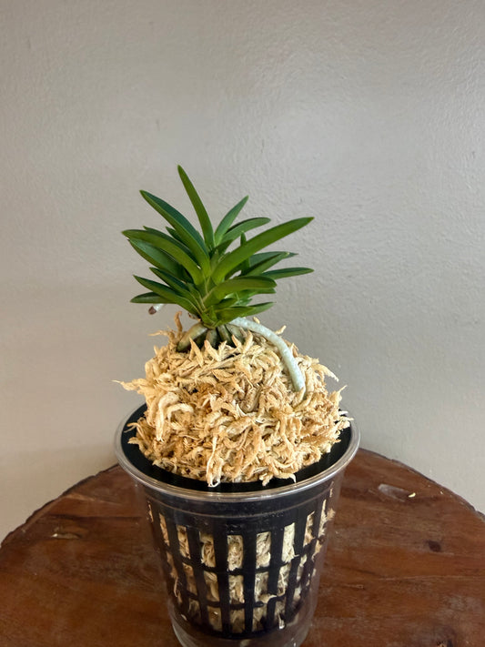 Neofinetia falcata Tensenrui 天蟾類
