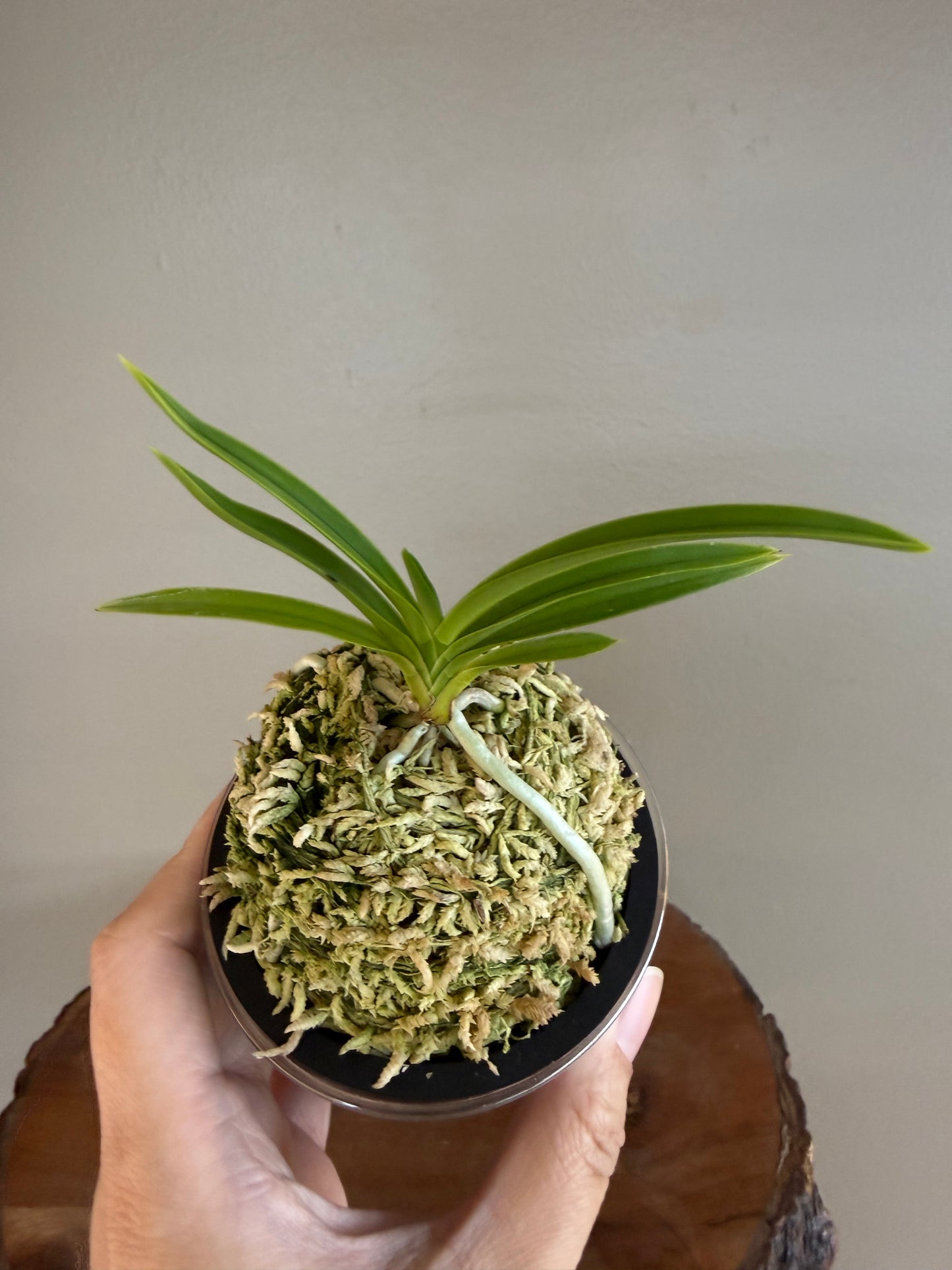 Neofinetia falcata Samwonhong 三元紅