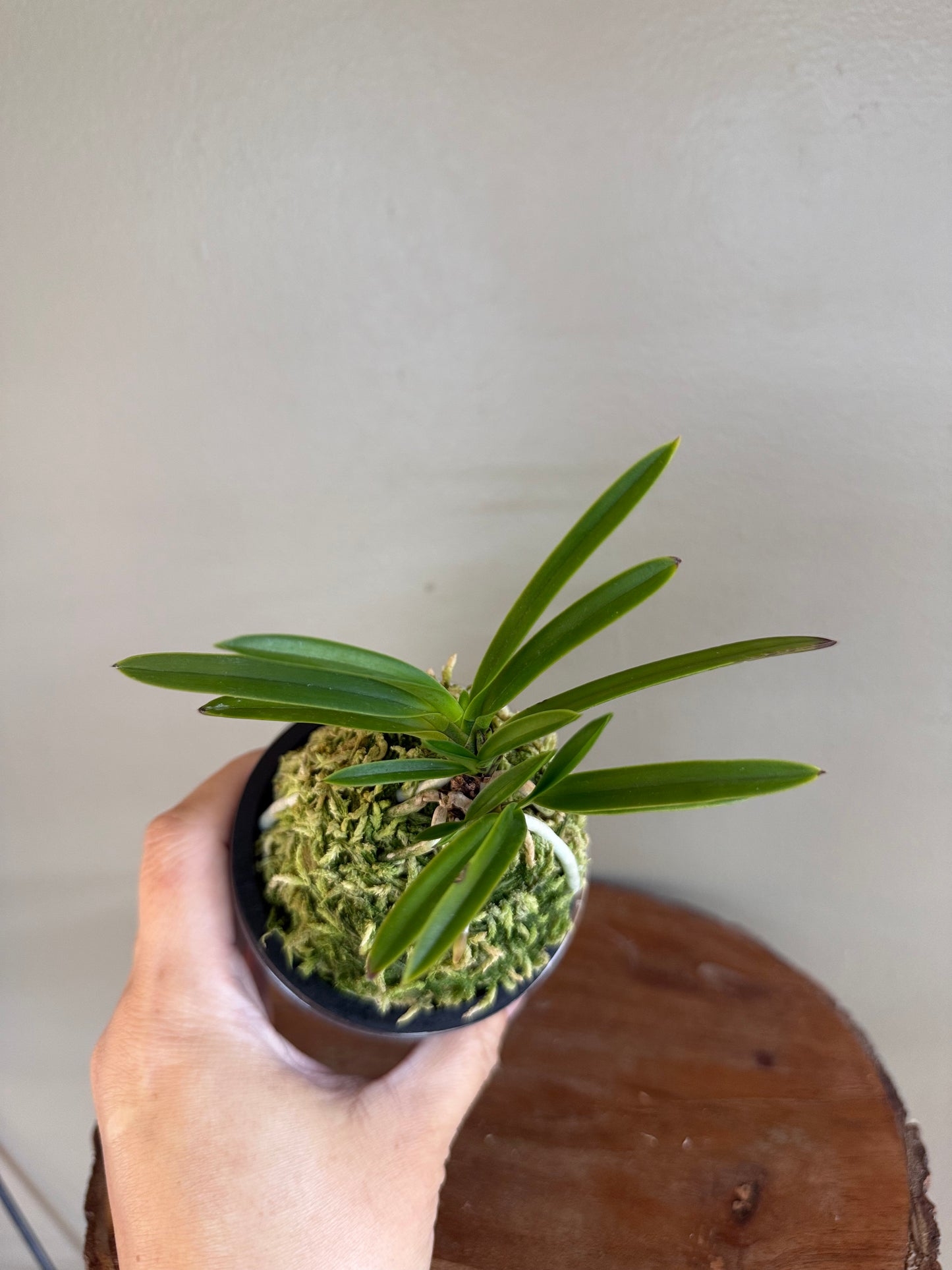 Neofinetia falcata Shutenno 朱天王