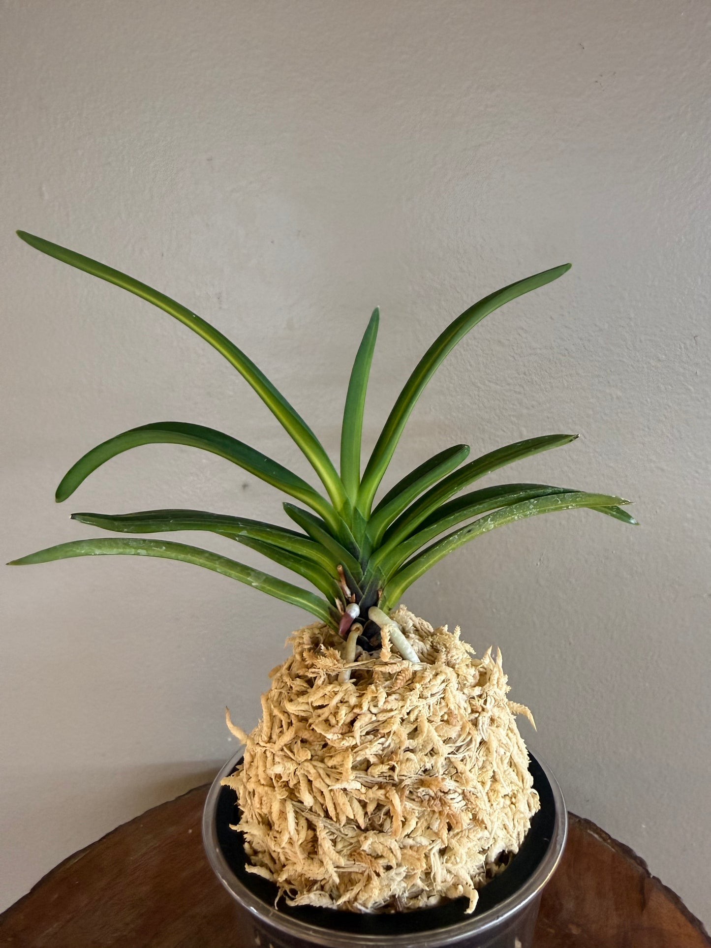 Neofinetia falcata Gosu nakafu 高穗中班