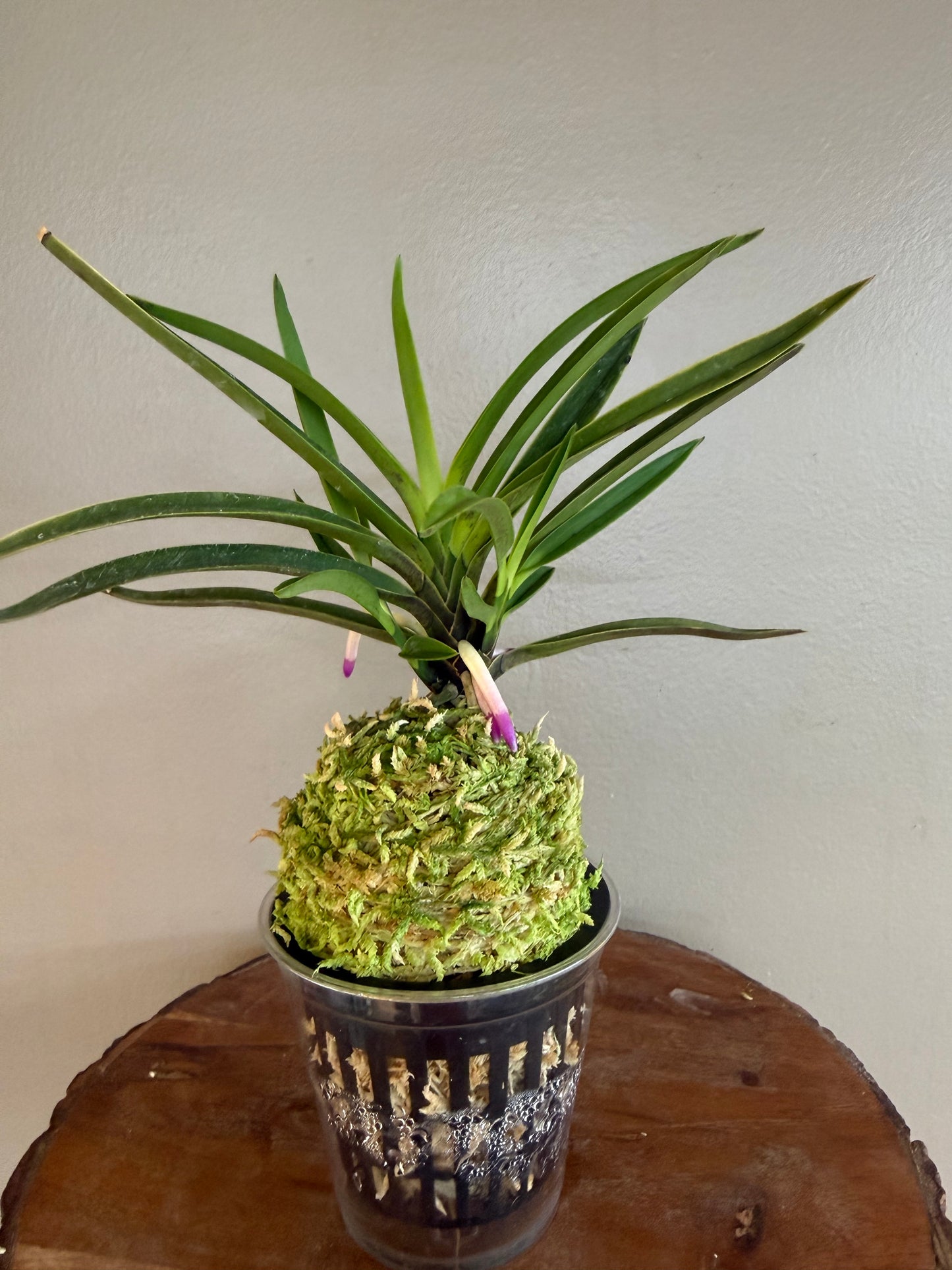 Neofinetia falcata Gogung(Kokyu) 故宮