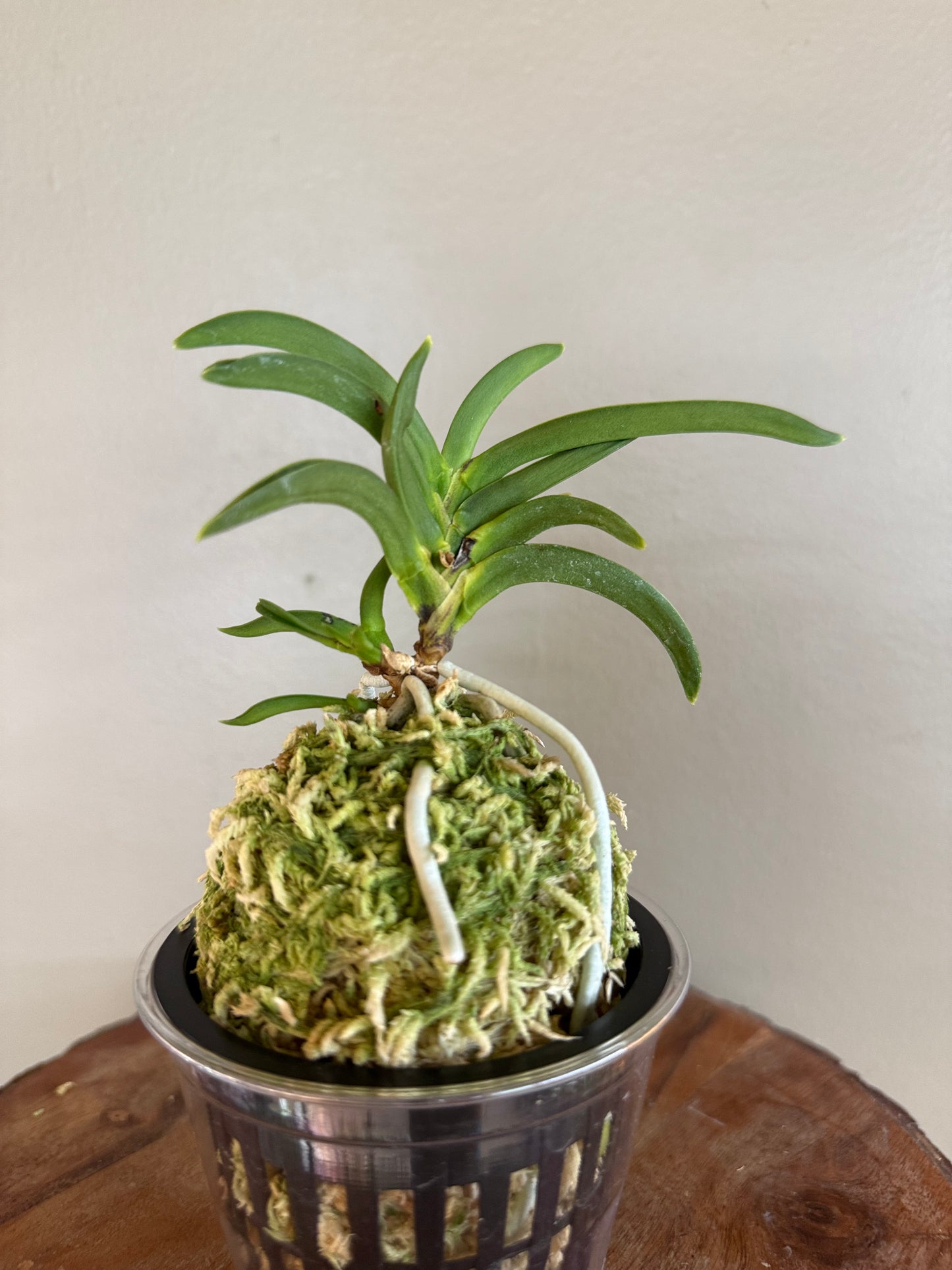 Neofinetia falcata Himiko 卑弥呼