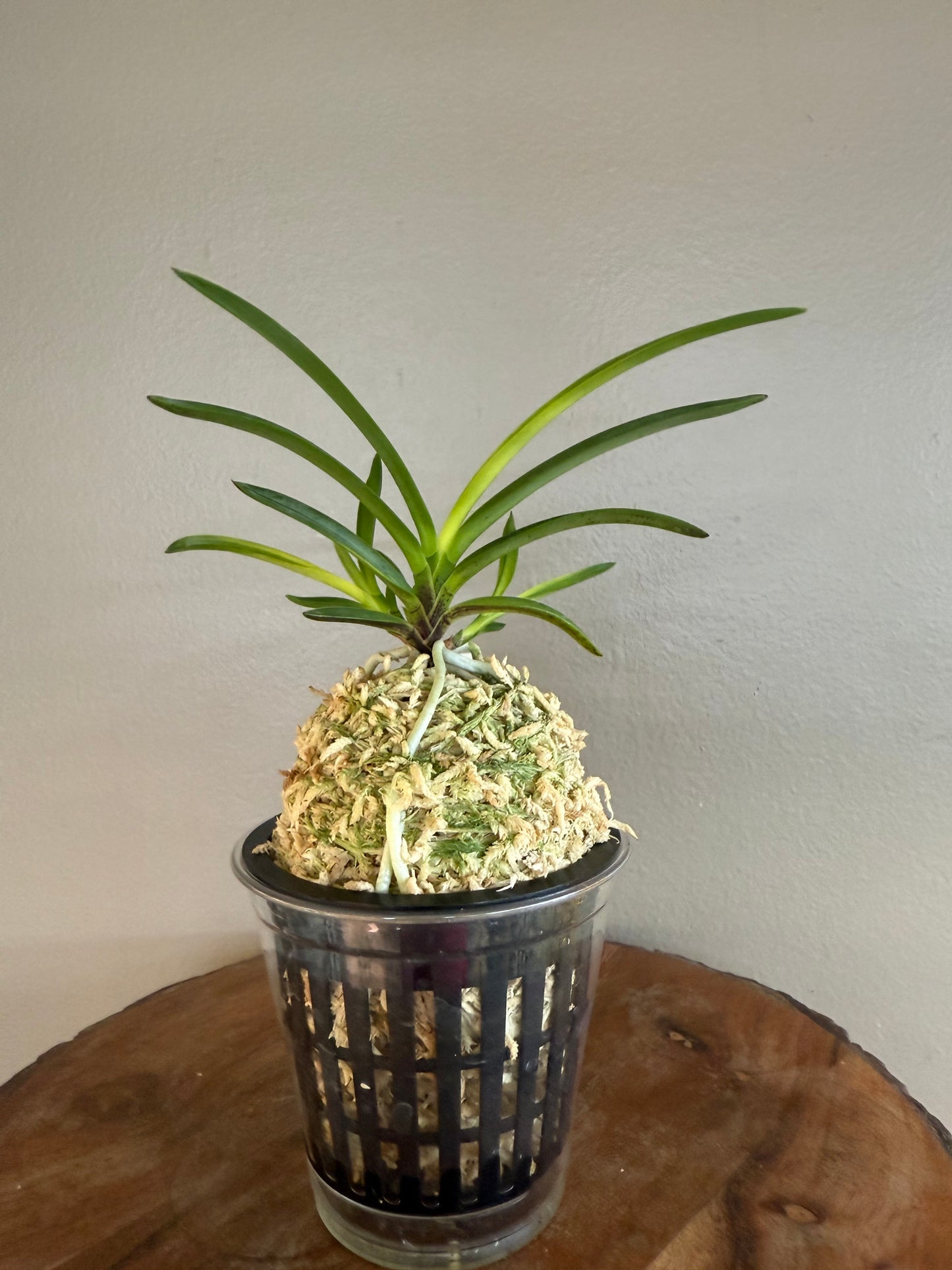 Neofinetia falcata Tenkouden 天晃殿