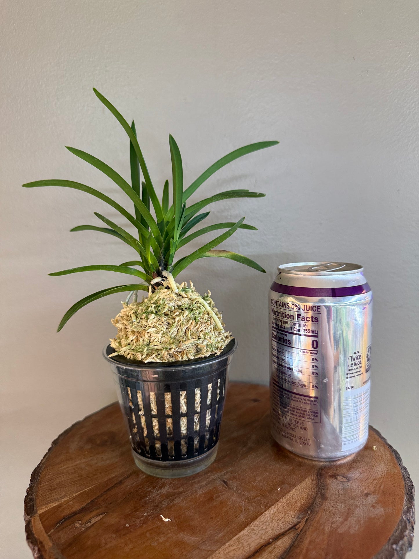 Neofinetia falcata Hokage 火影