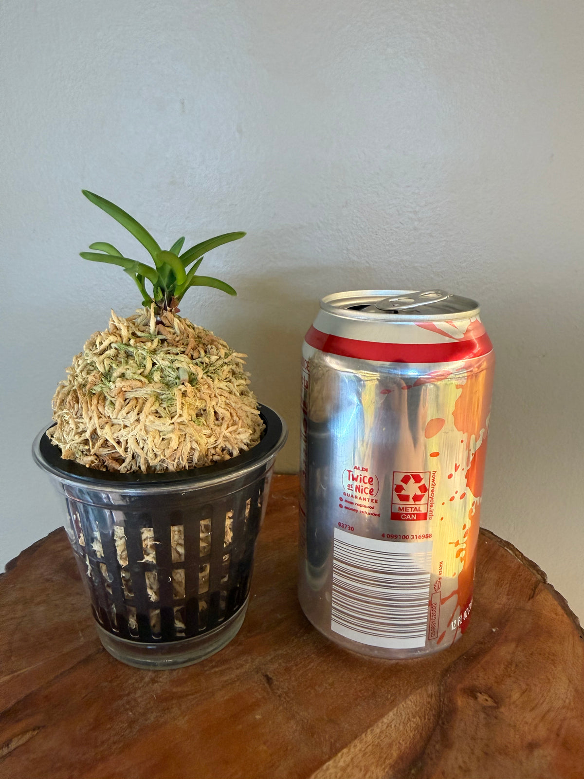 Neofinetia falcata Kinkujaku 金孔雀