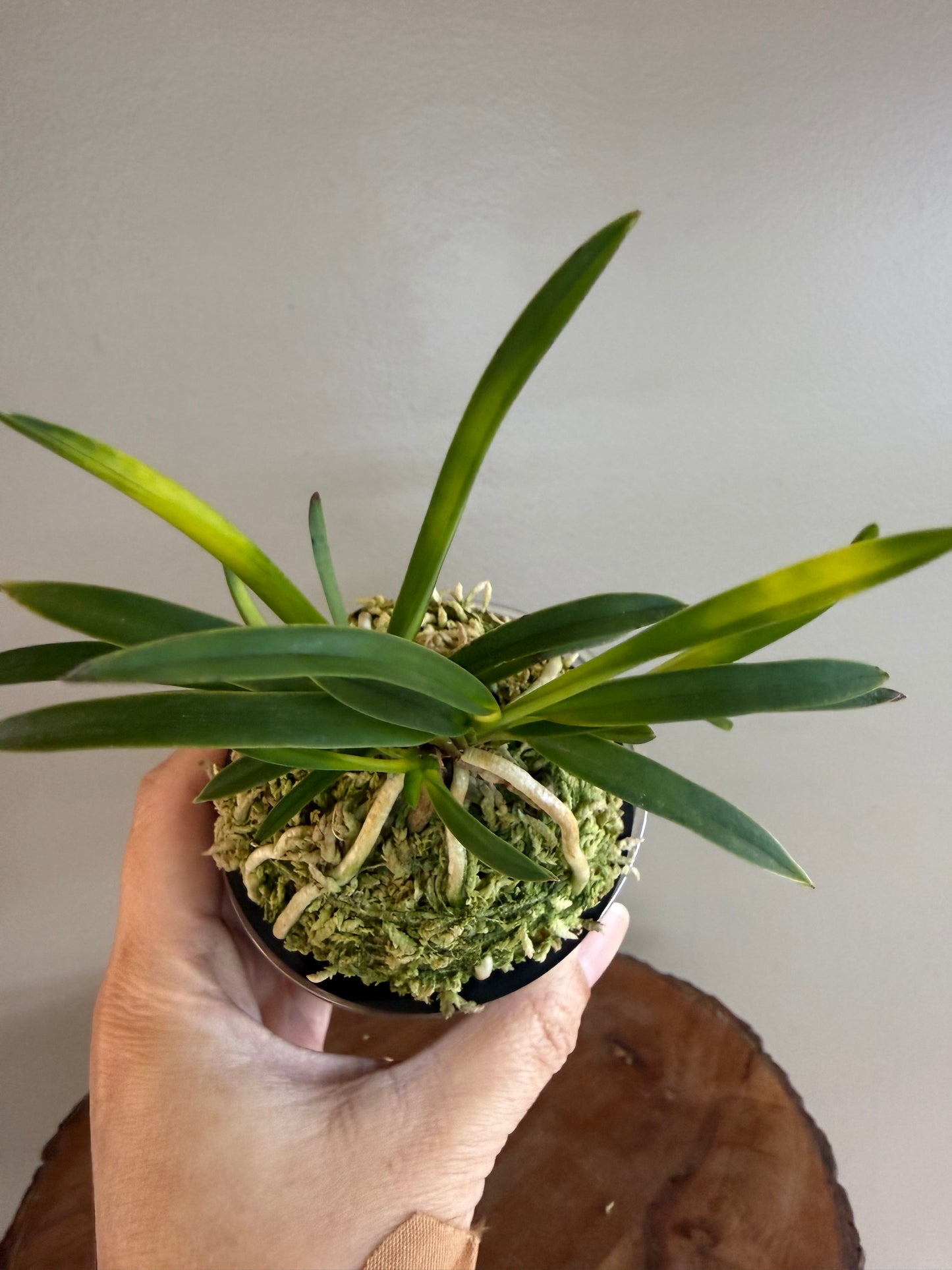 Neofinetia falcata Zuiun 瑞雲