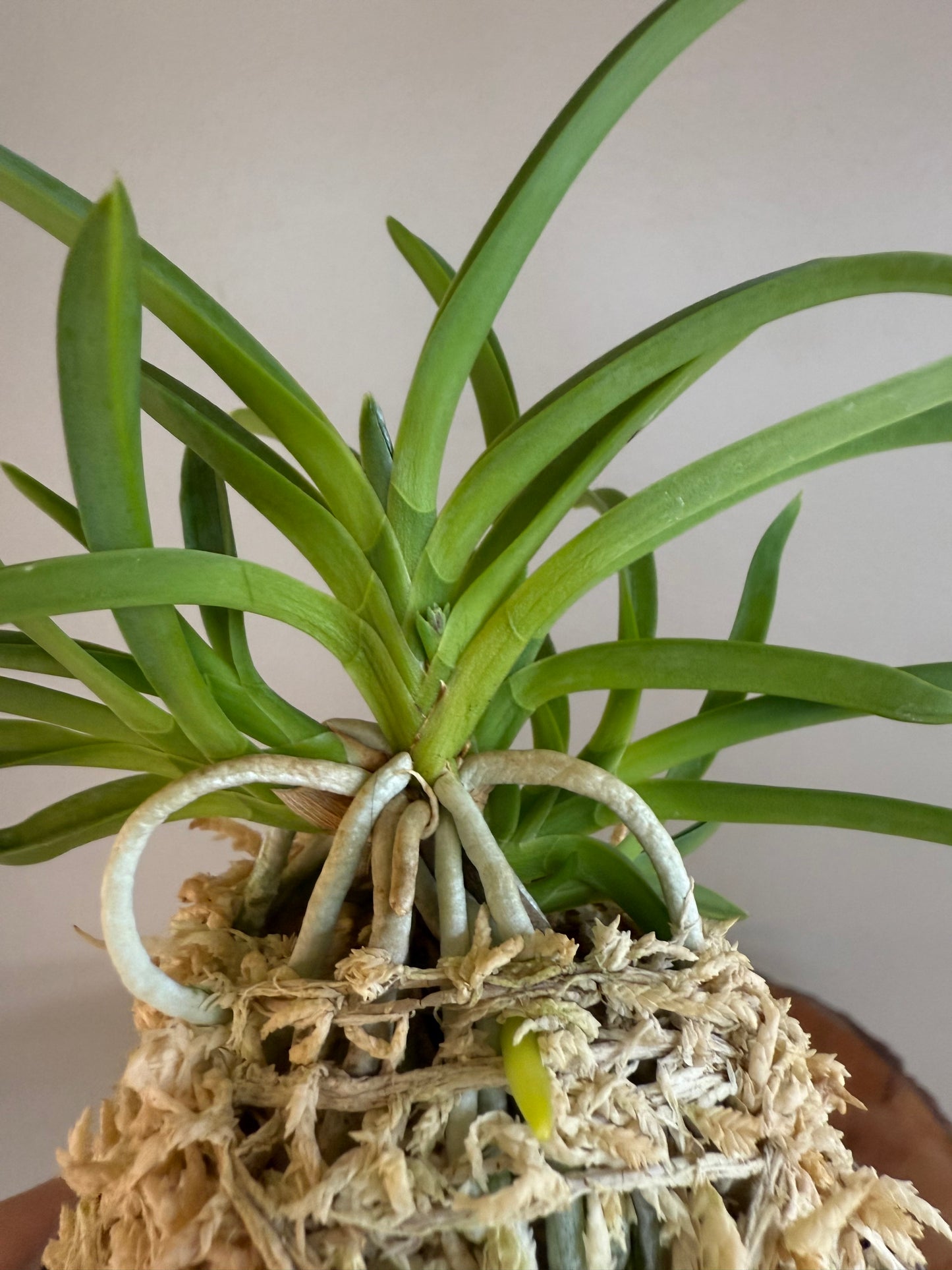 Neofinetia falcata kobai 紅梅