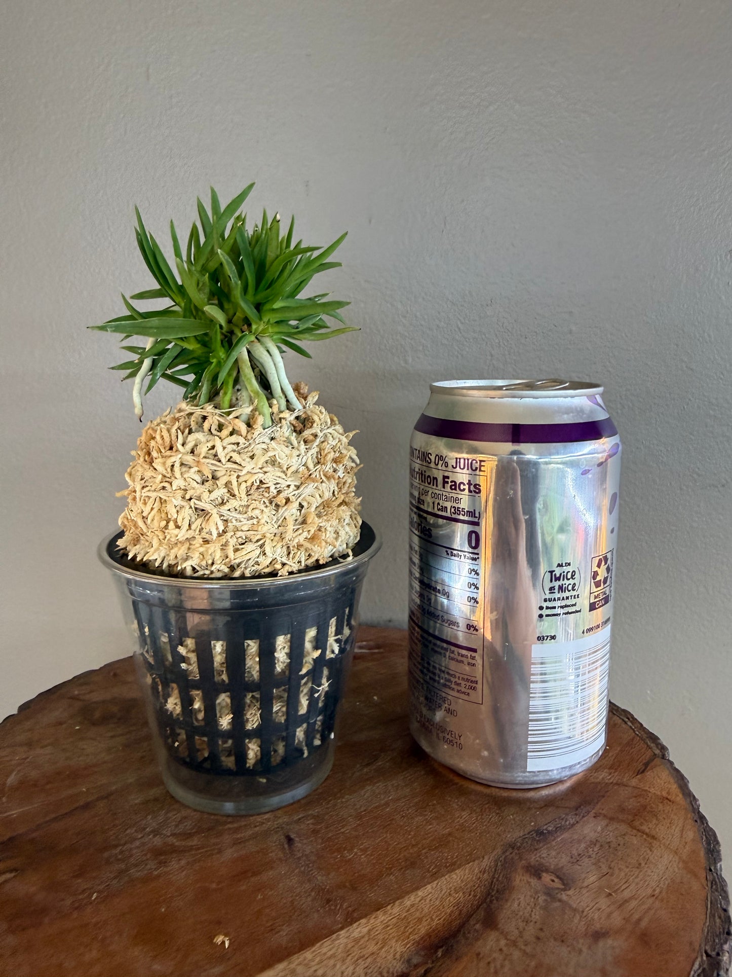 Neofinetia falcata Seiryujishi 青龍獅子