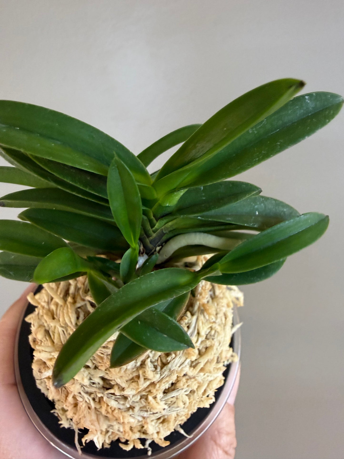 Neofinetia falcata Tamakongo 玉金剛