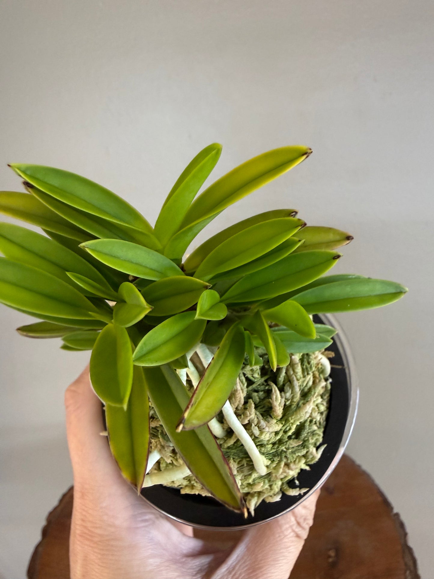 Neofinetia falcata Okjam 玉簪