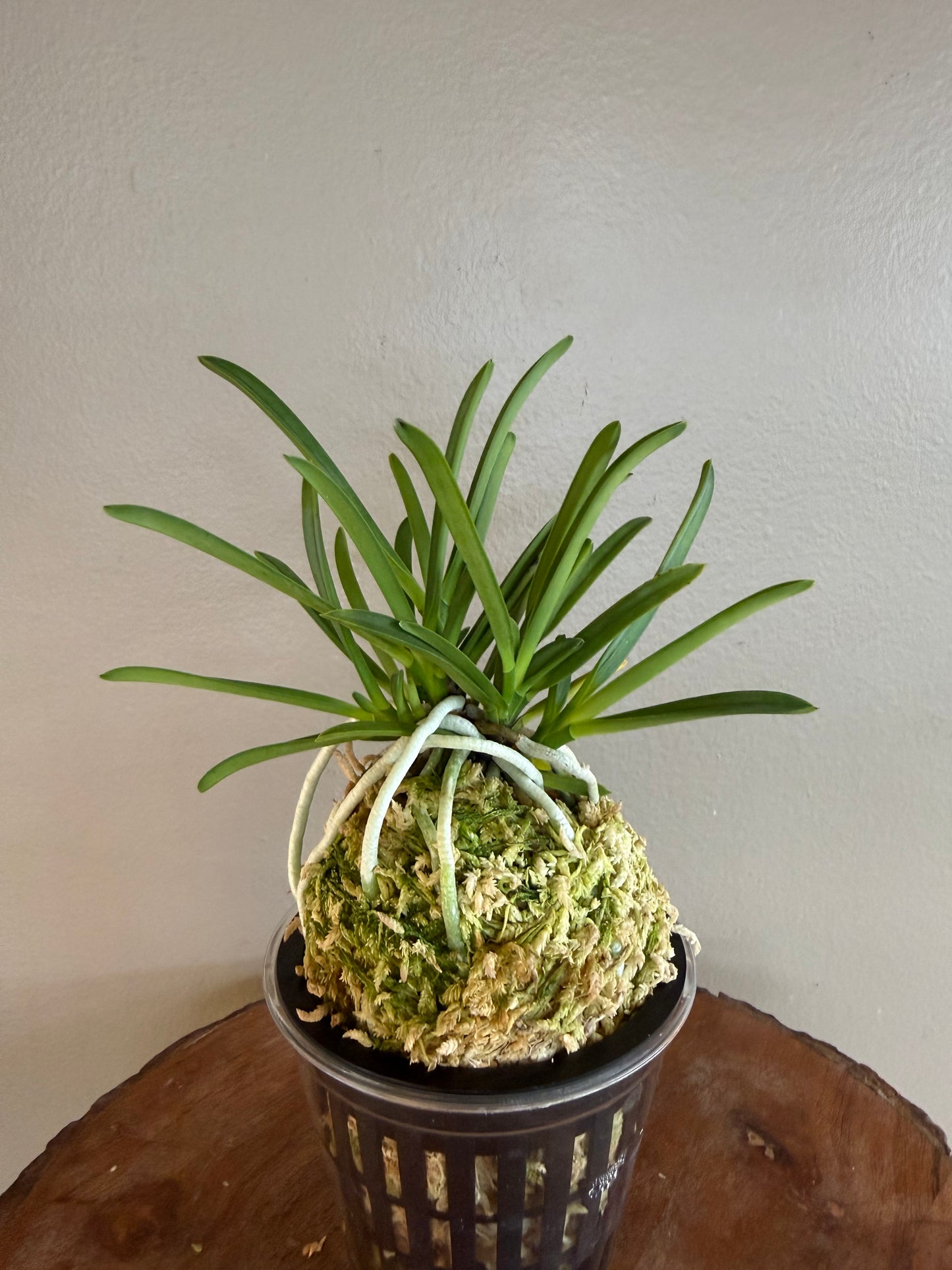 Neofinetia falcata Yamahoko 山鉾