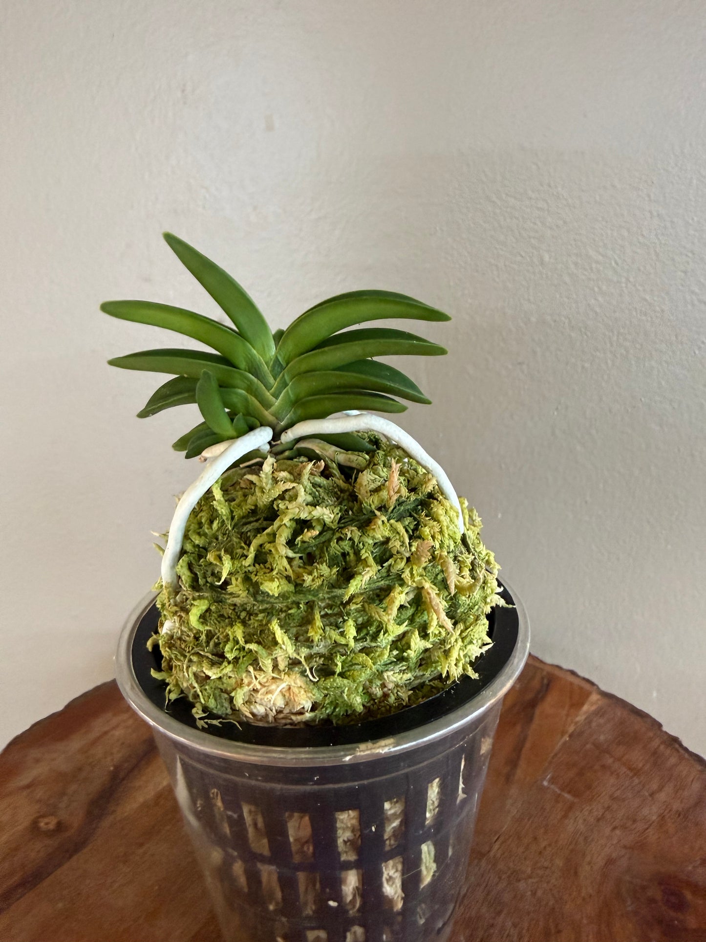 Neofinetia falcata Dojangwon (Jangwon+Honghyeon) 桃壯元