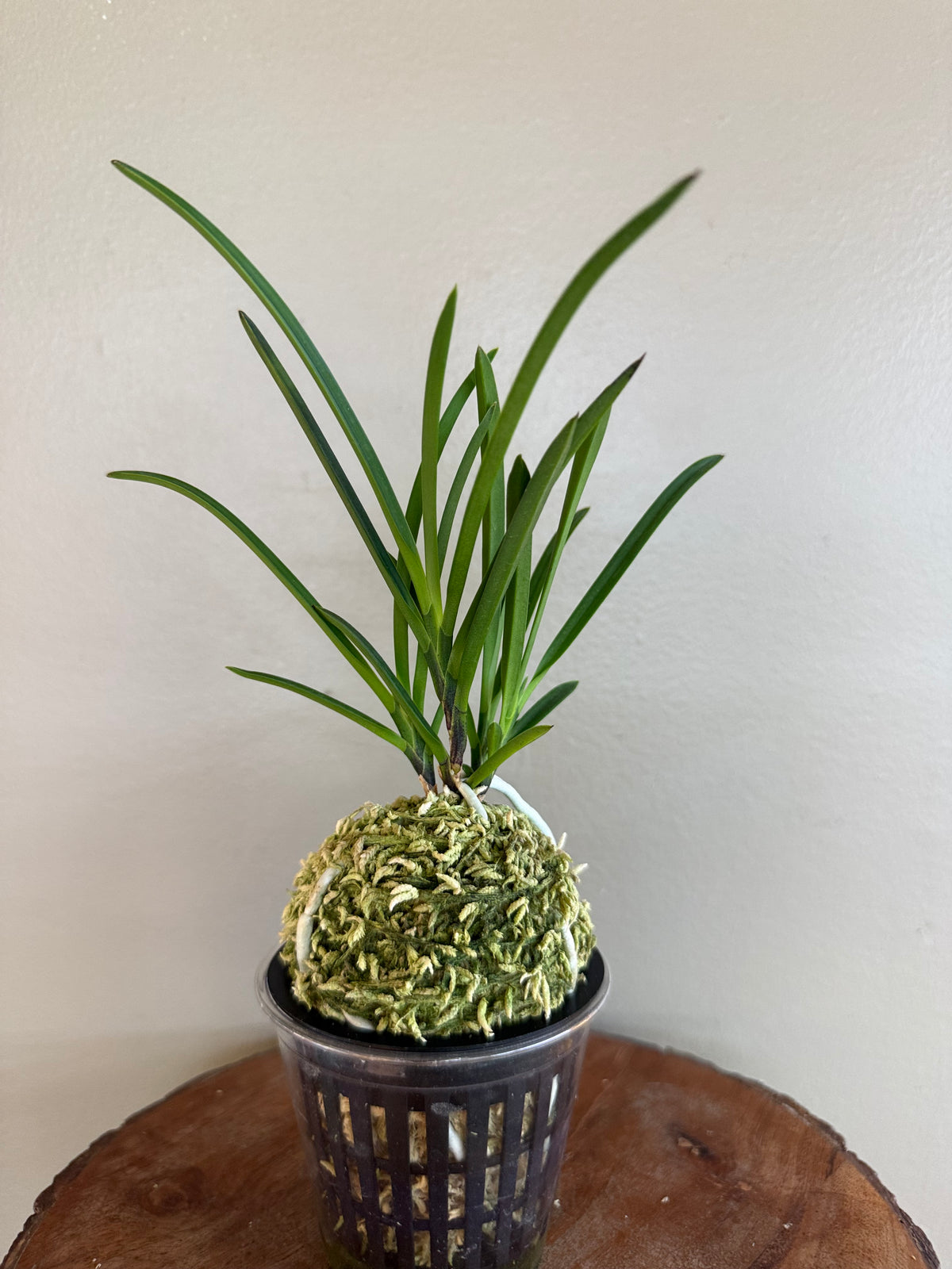 Neofinetia falcata Hisui 翡翠