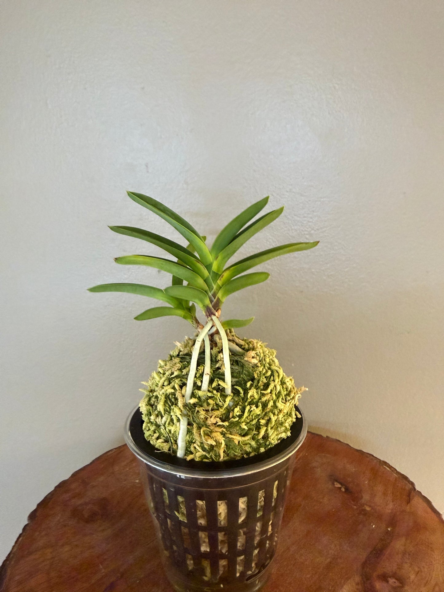 Neofinetia falcata Hongsojeong 紅㗛頂