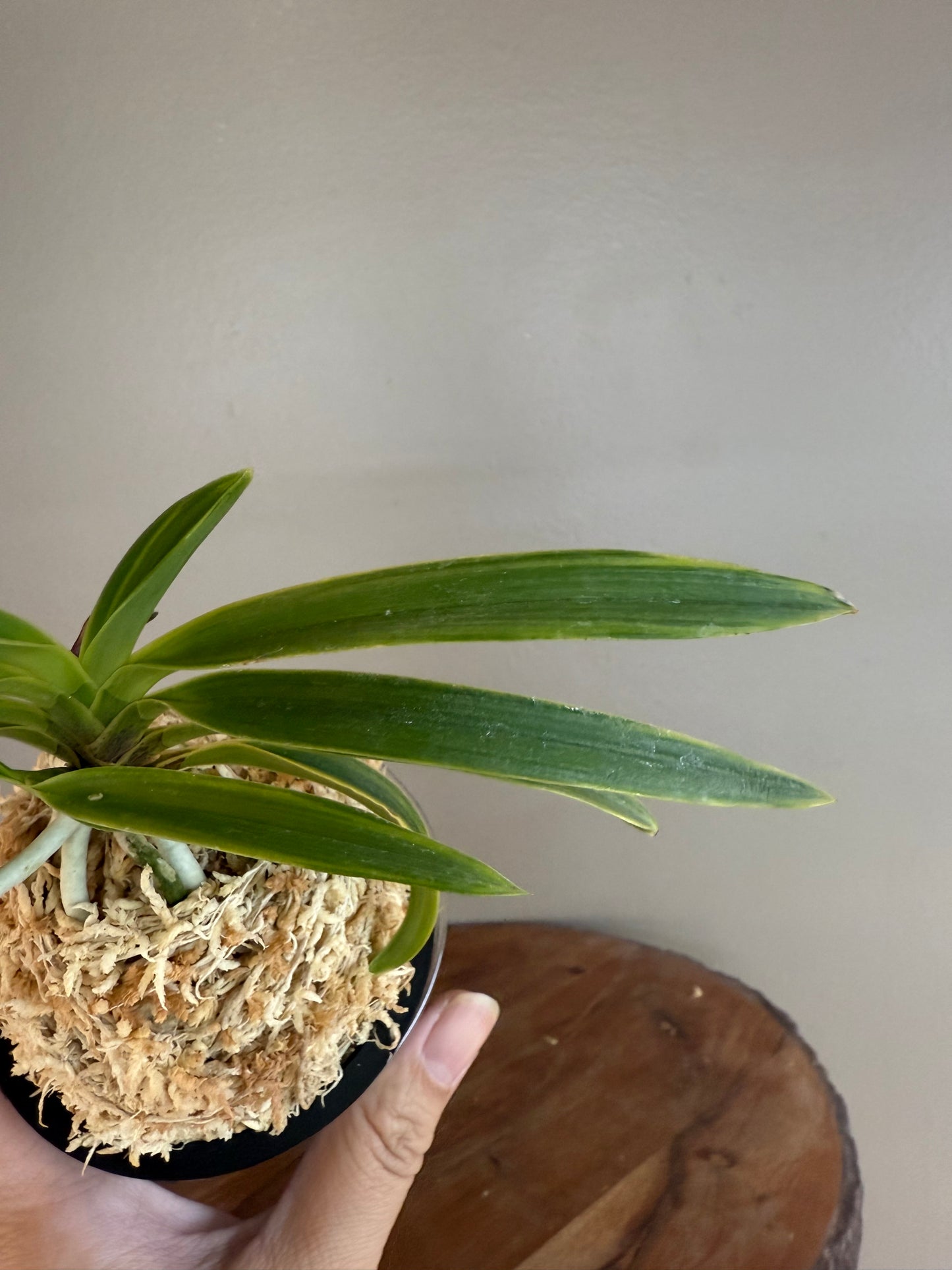 Neofinetia falcata Seoljungsong 雪中松
