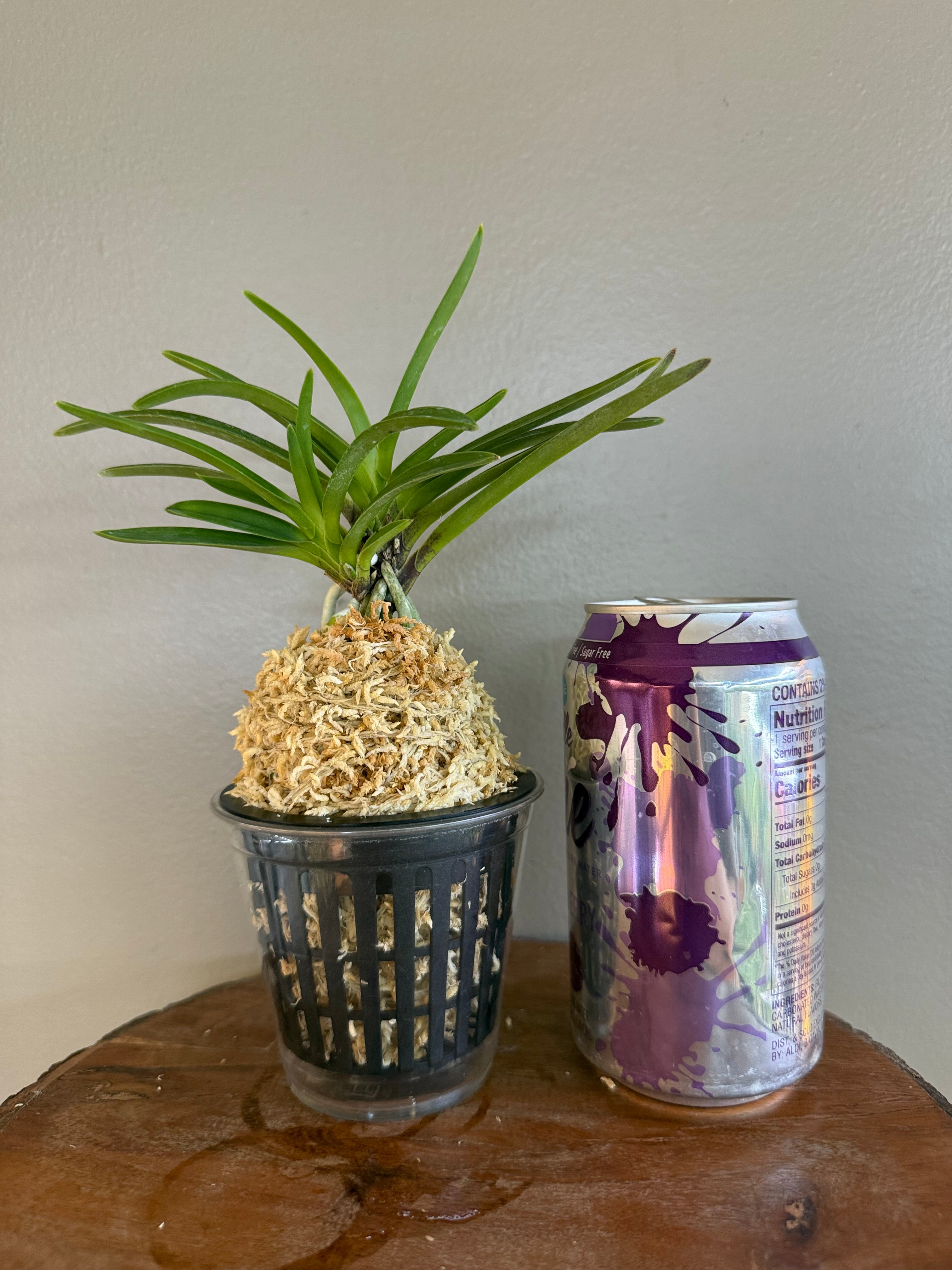 Neofinetia falcata Hanamatsuri 花祭 – Helen's Orchid House