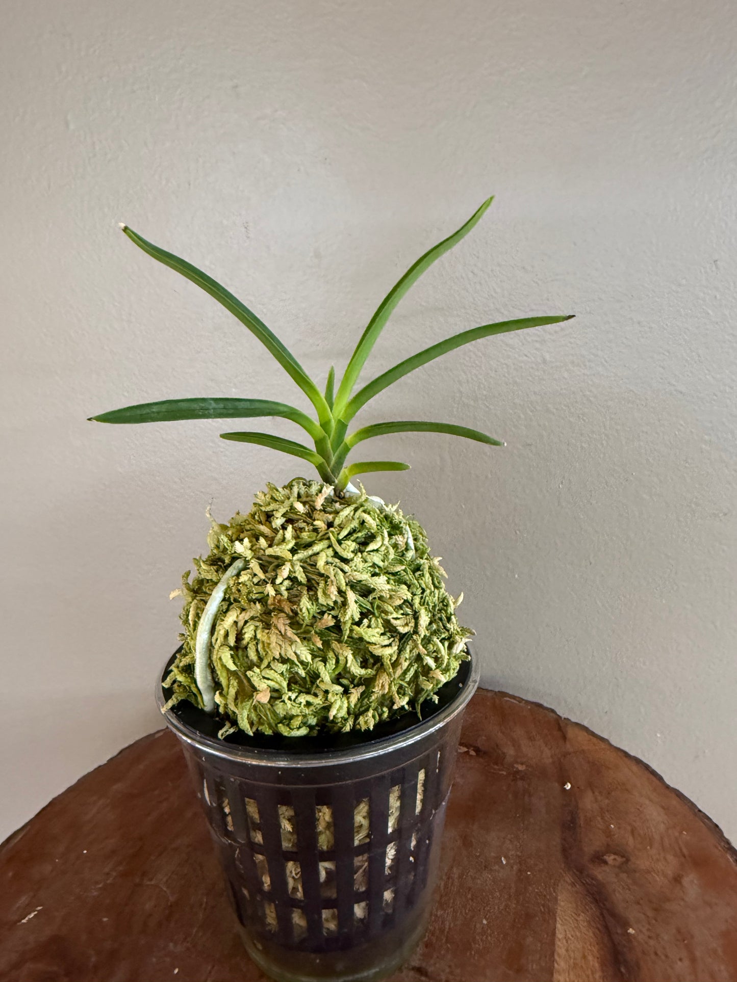 Neofinetia falcata Hongjiyeon 紅池淵