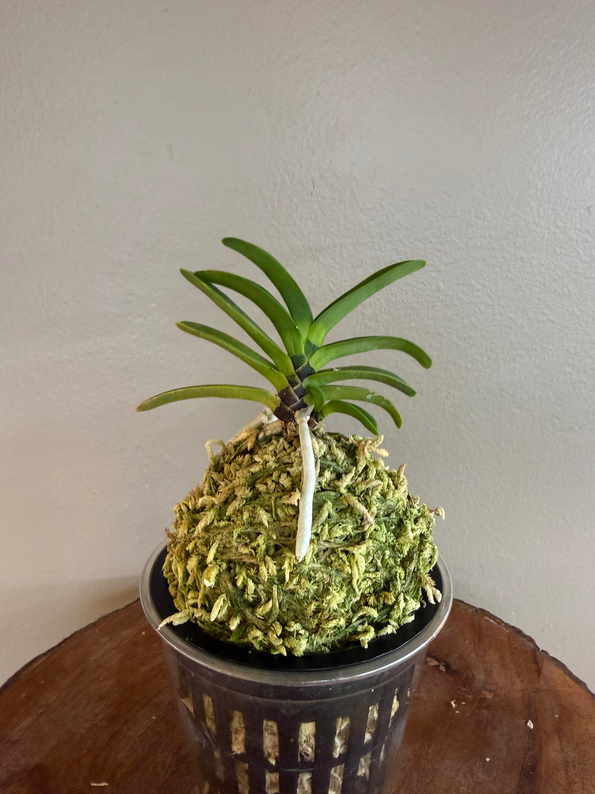 Neofinetia falcata Kokuryu 黒龍