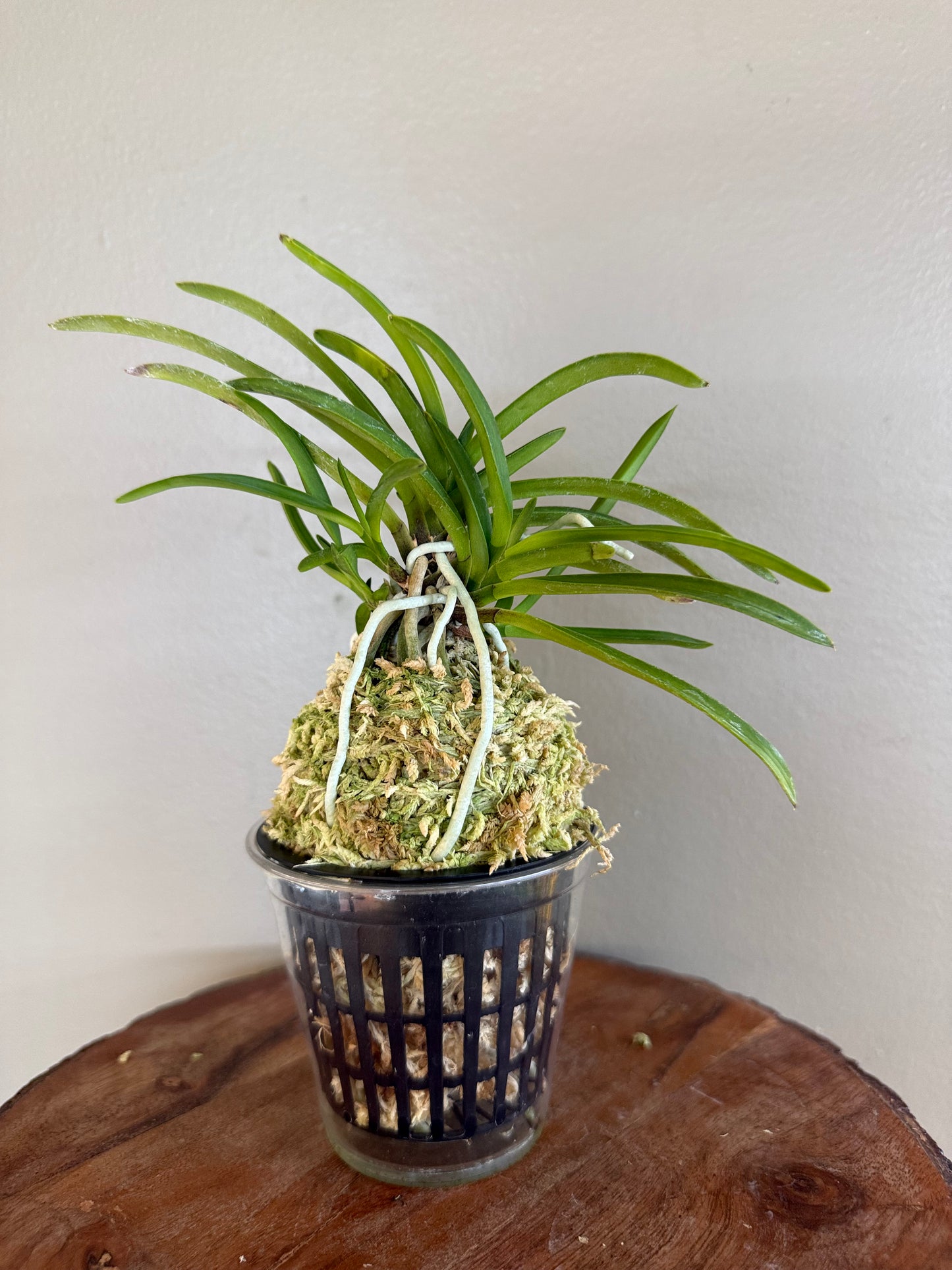 Neofinetia falcata kobai 紅梅