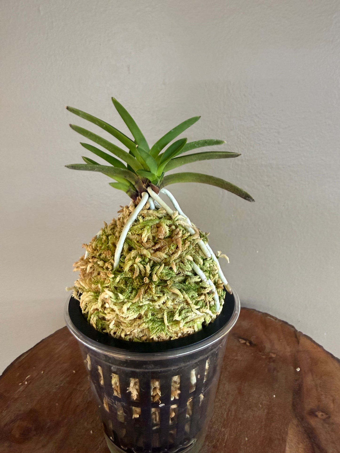 Neofinetia falcata Hwangok 黃玉
