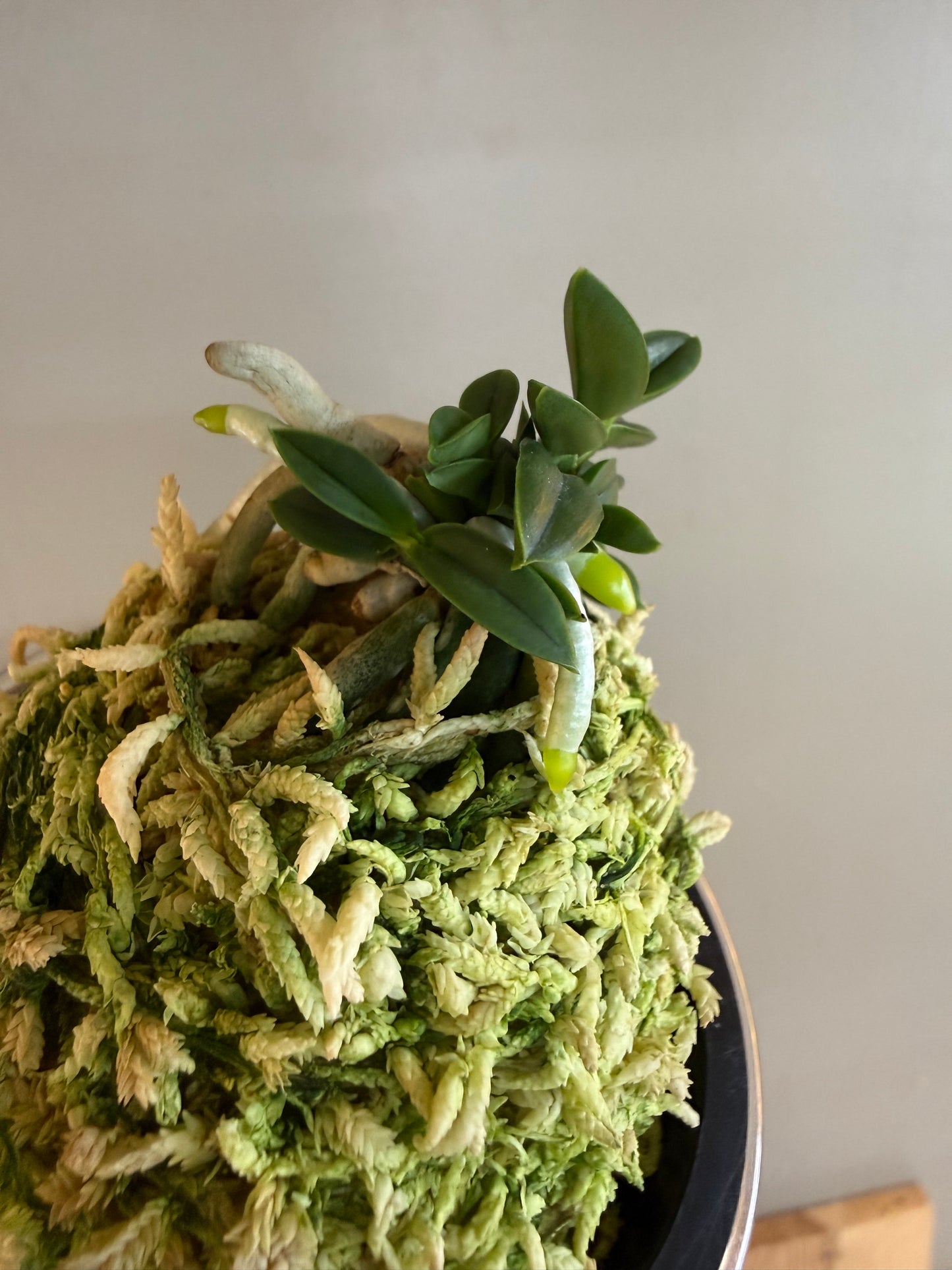 Neofinetia falcata Senzai 千載