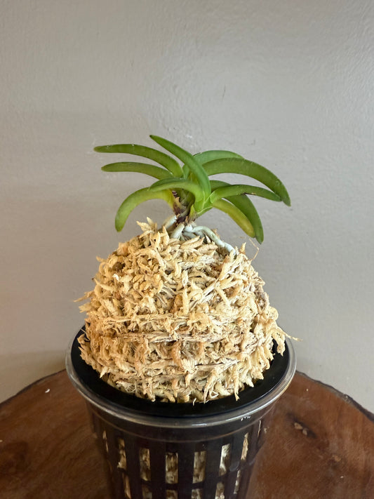 Neofinetia falcata Suikaden 翠華殿