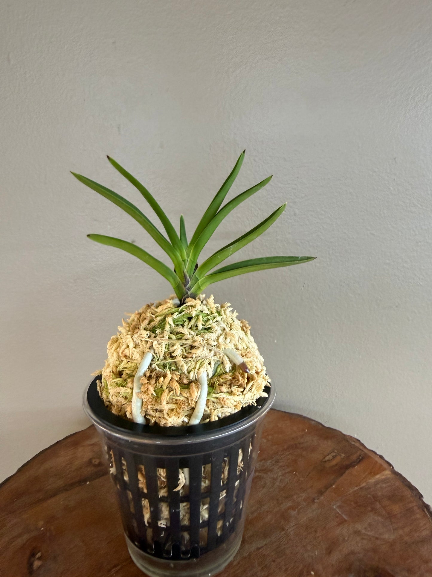 Neofinetia falcata Mangekyo 万華境