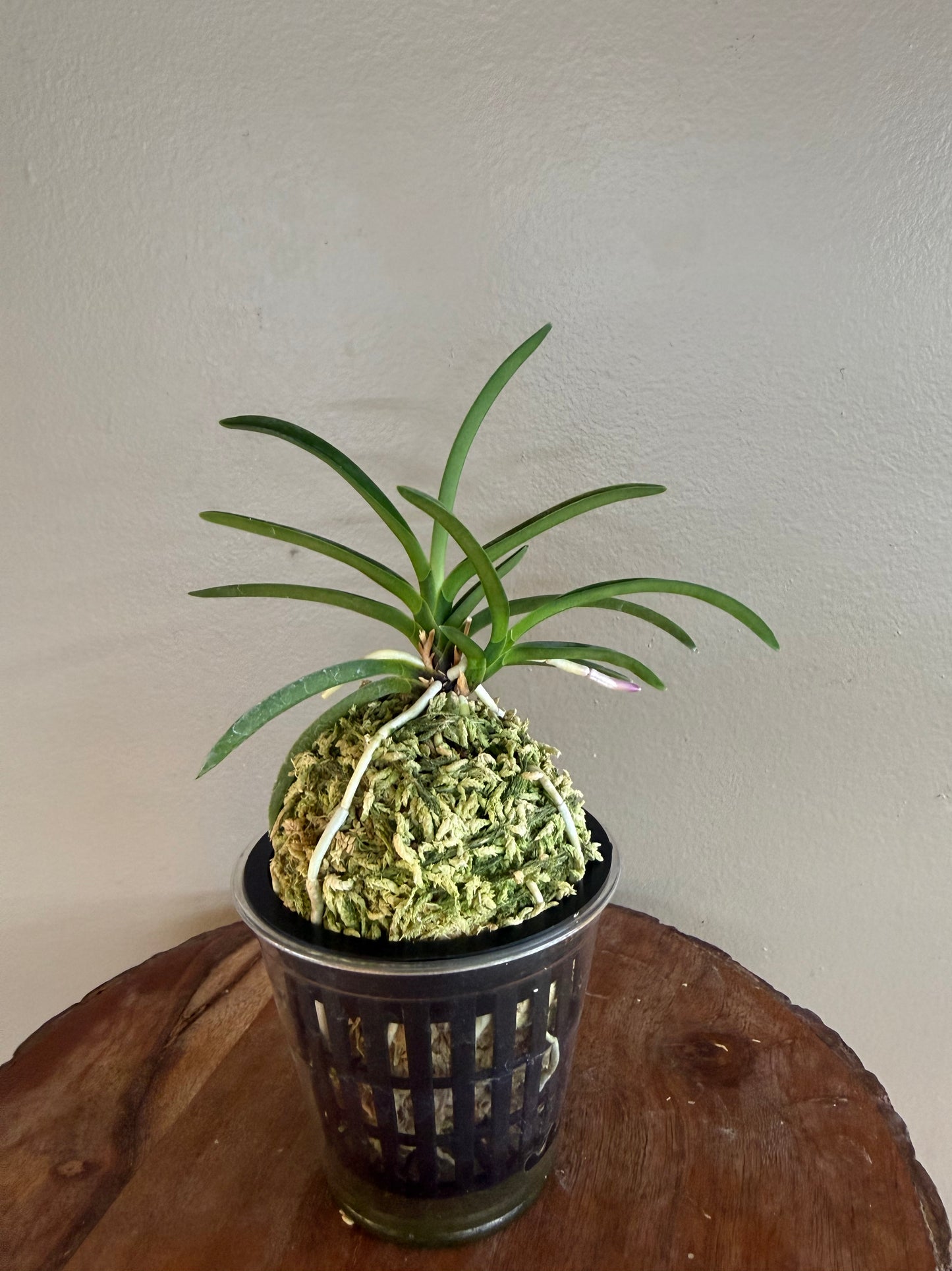 Neofinetia falcata Hakuunkaku 白雲閣