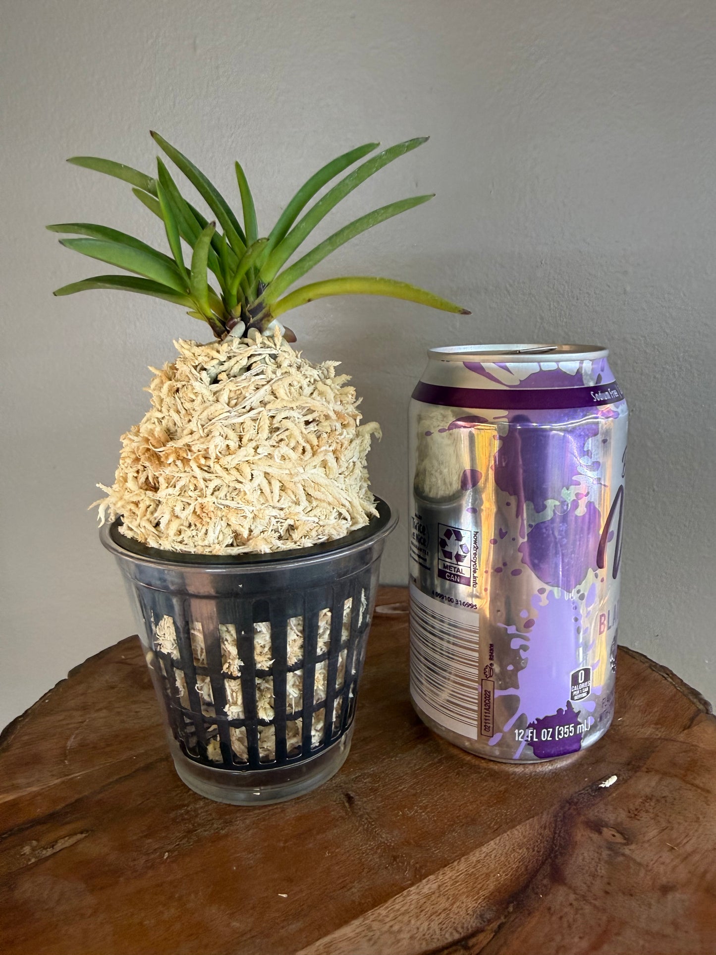 Neofinetia falcata Raizan 雷山