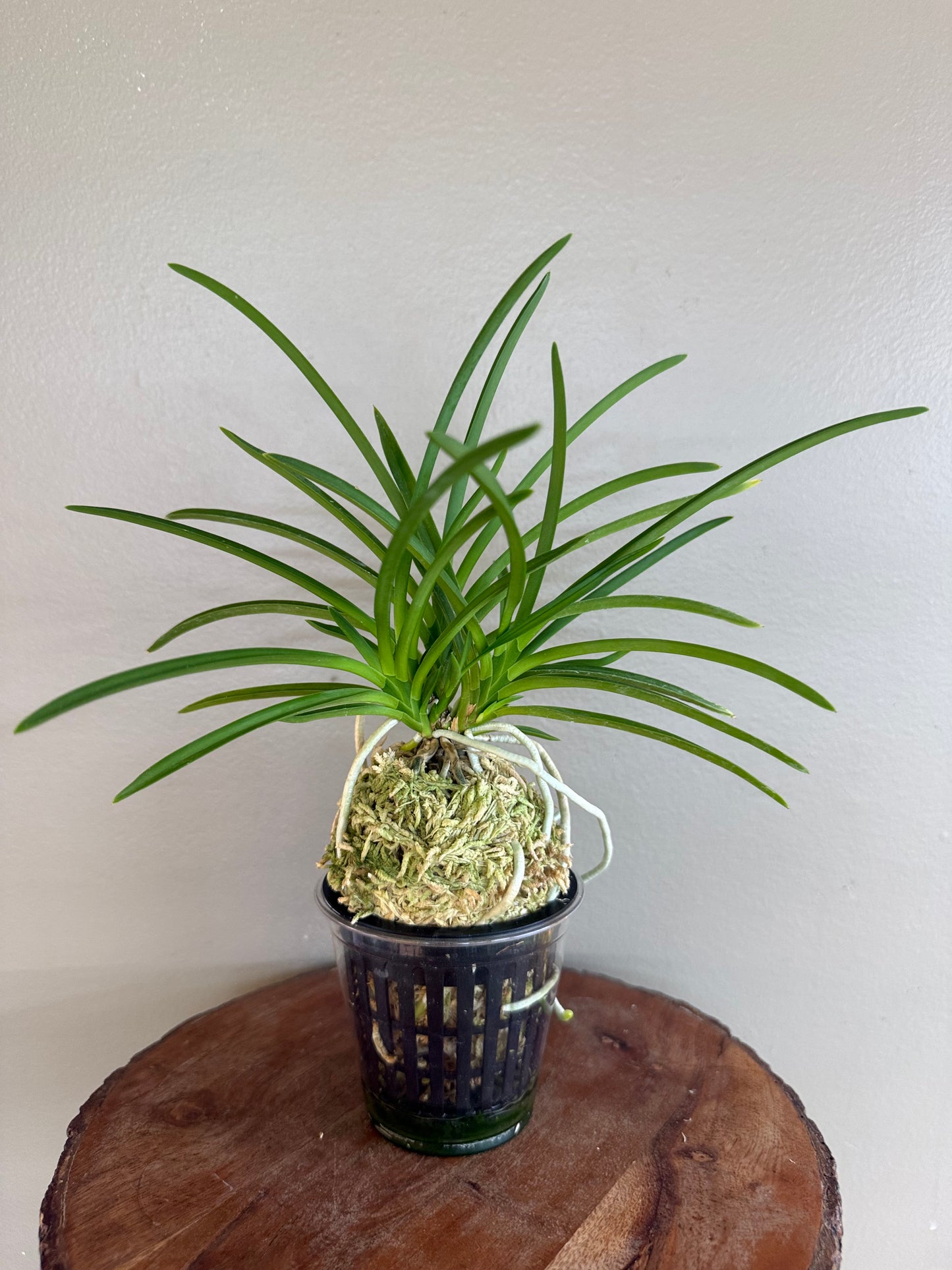 Neofinetia falcata kobai 紅梅