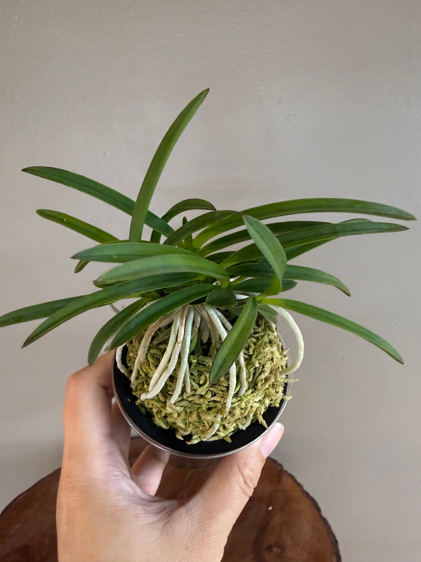 Neofinetia falcata Benitengu 紅天狗