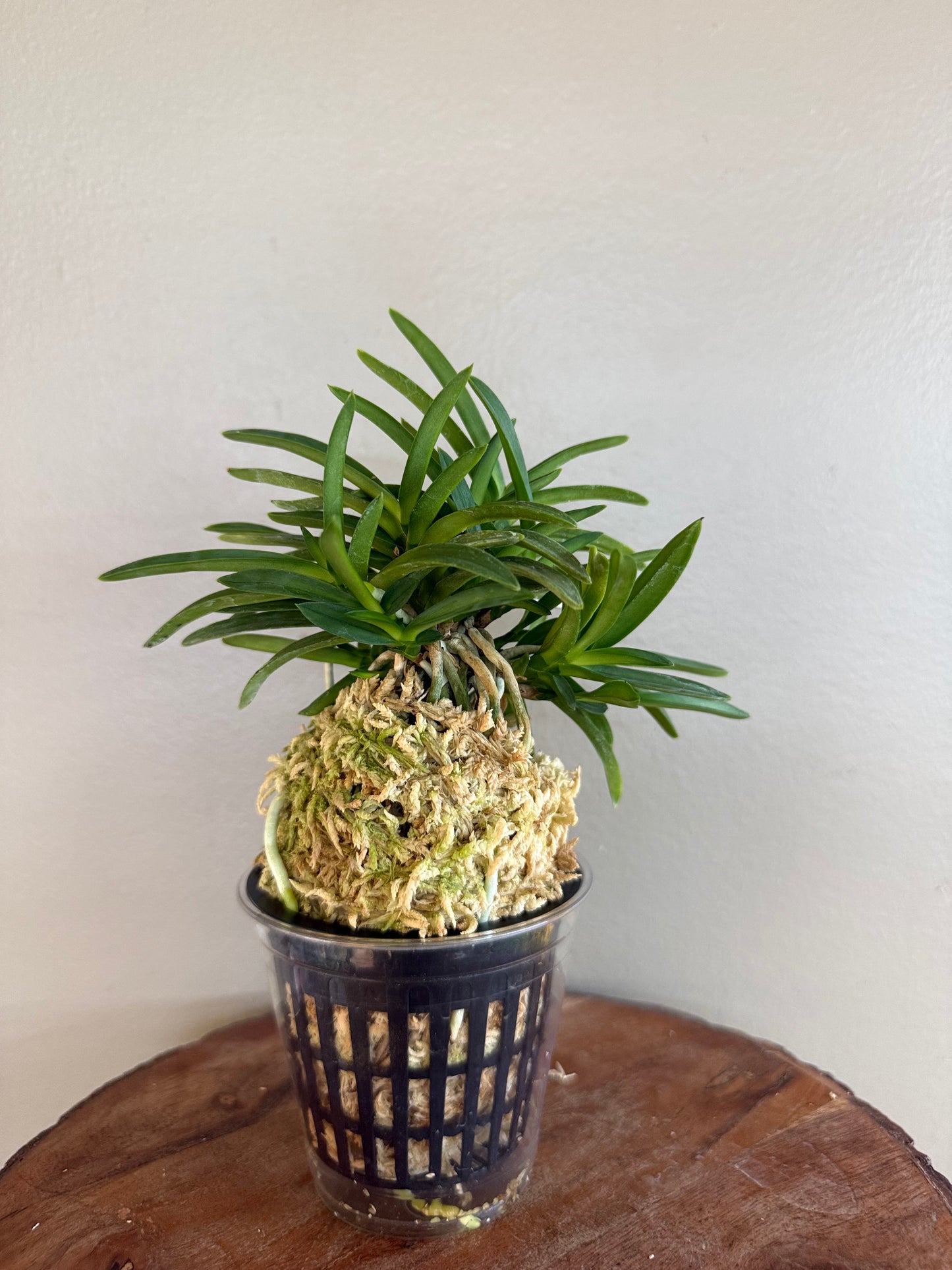 Neofinetia falcata Suisei 彗星